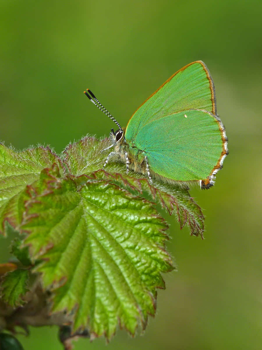Green Hairstreak Butterfly, textured green leaf, soft blurred green background, SD Phone Wallpaper