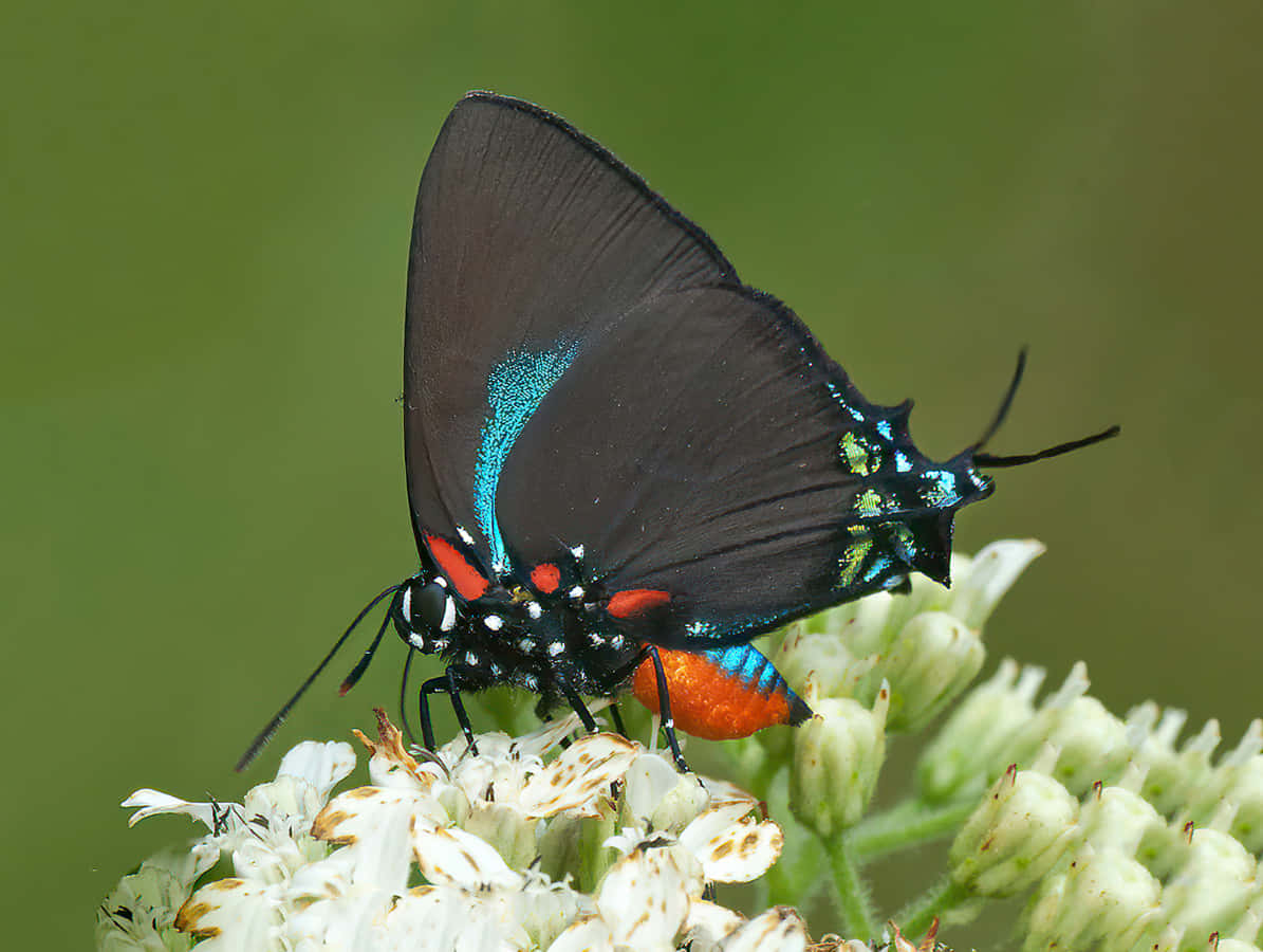 vibrant hairstreak butterfly, iridescent blue wings, orange spots, SD Desktop Wallpaper