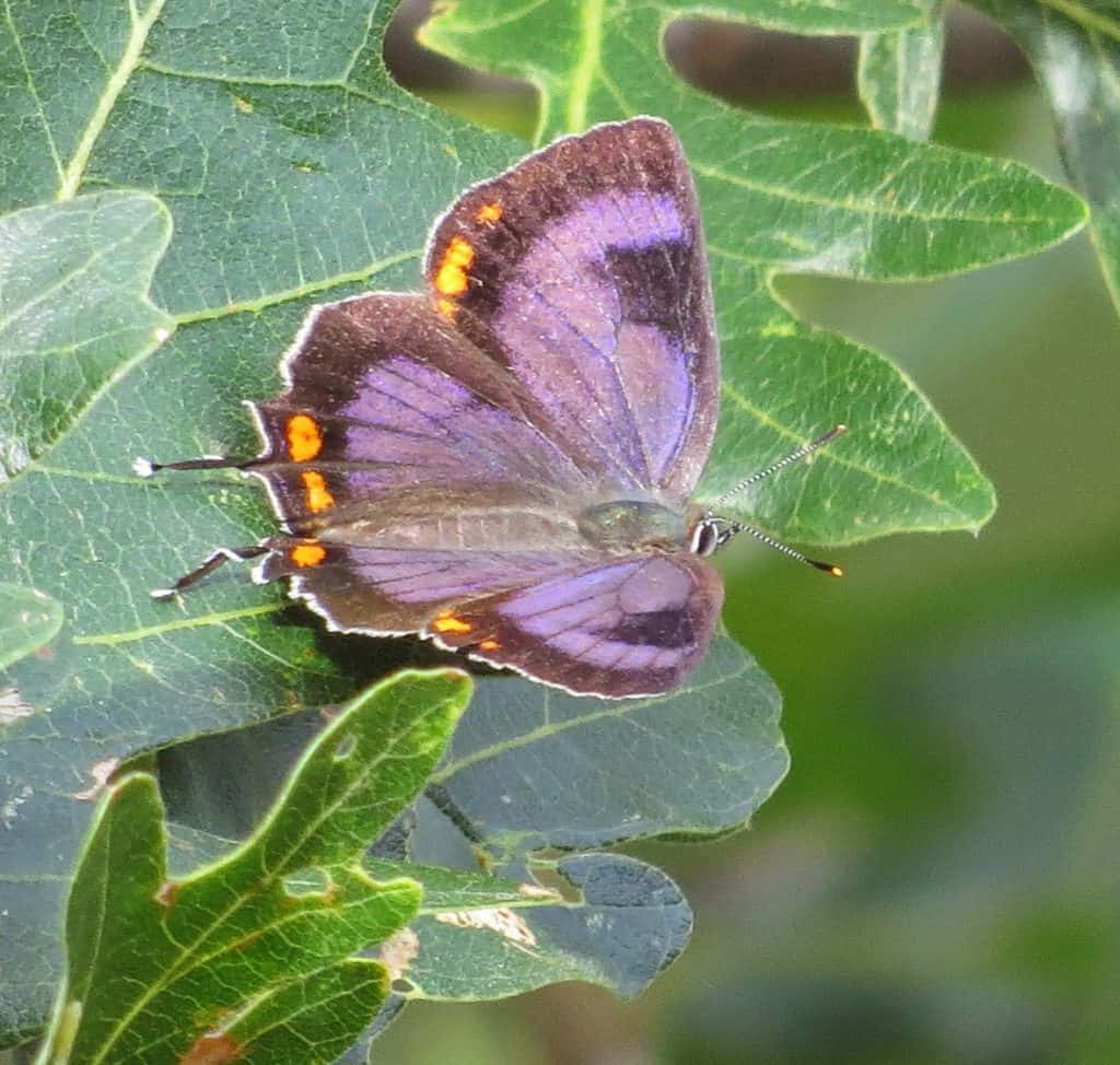 Hairstreak Butterfly, purple butterfly, orange spots, SD Desktop Wallpaper