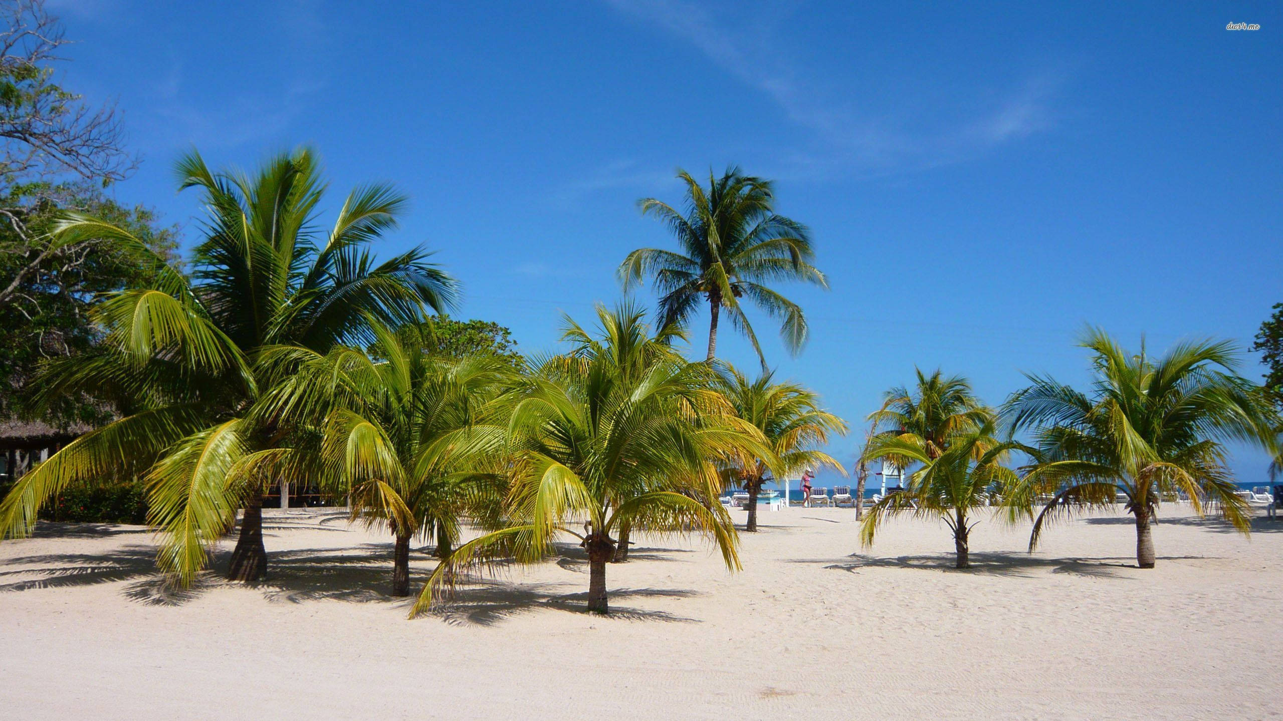 Haiti, coconut trees, palm trees, 2K Desktop Wallpaper
