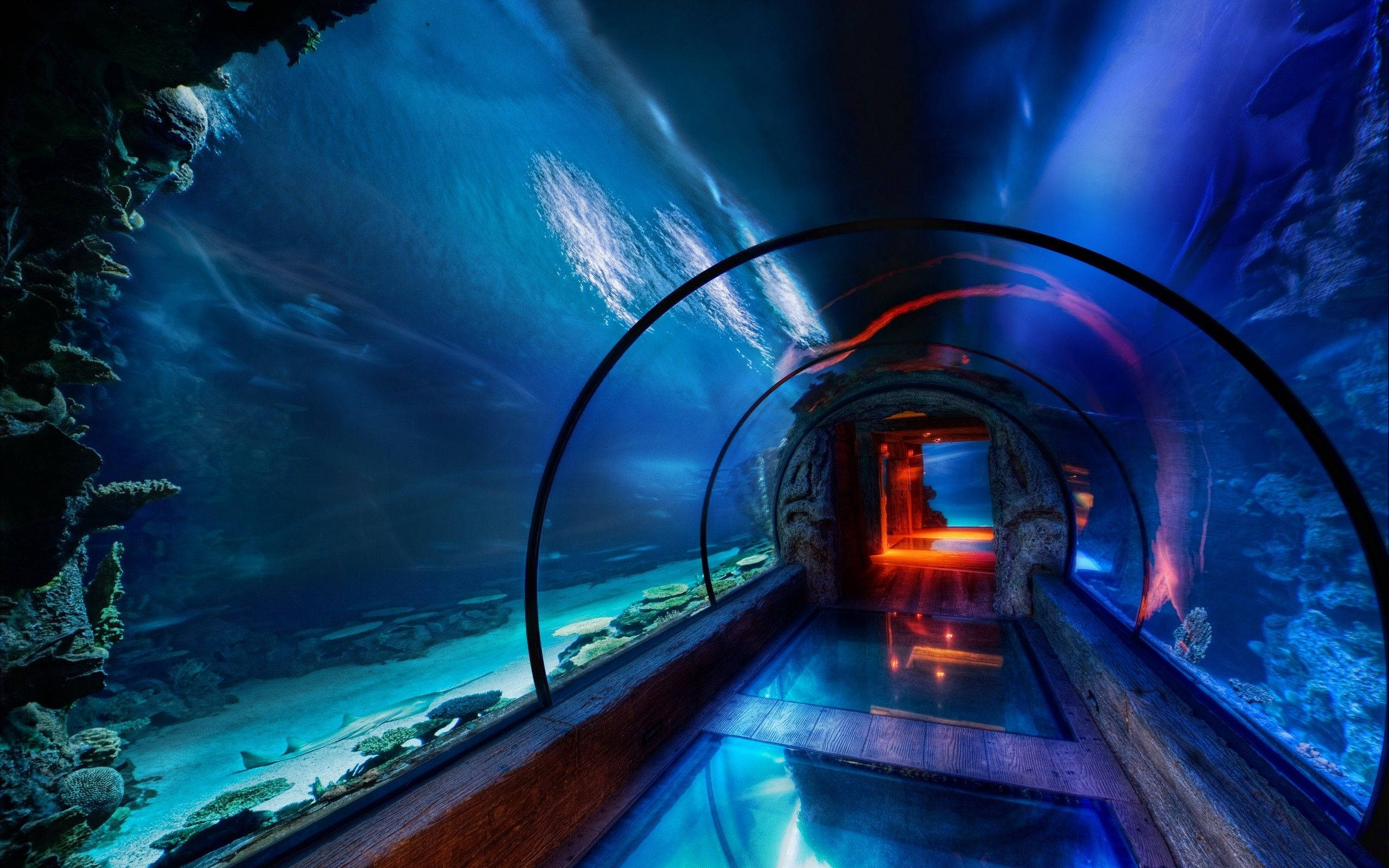 Haiti, big aquarium, curved glass tunnel, 2K Desktop Wallpaper