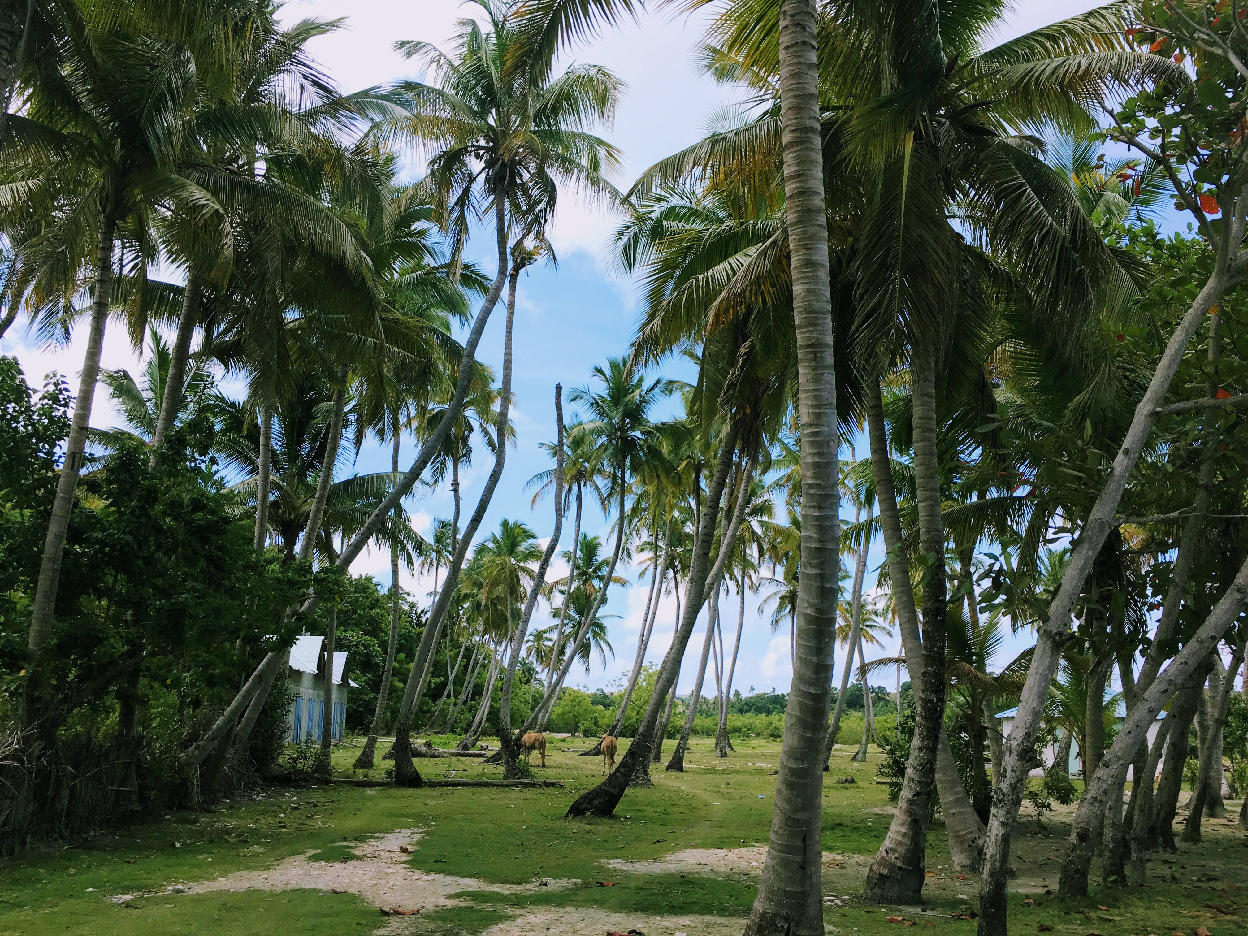Haiti, tall palm trees, lush tropical grove, 4K Desktop Wallpaper