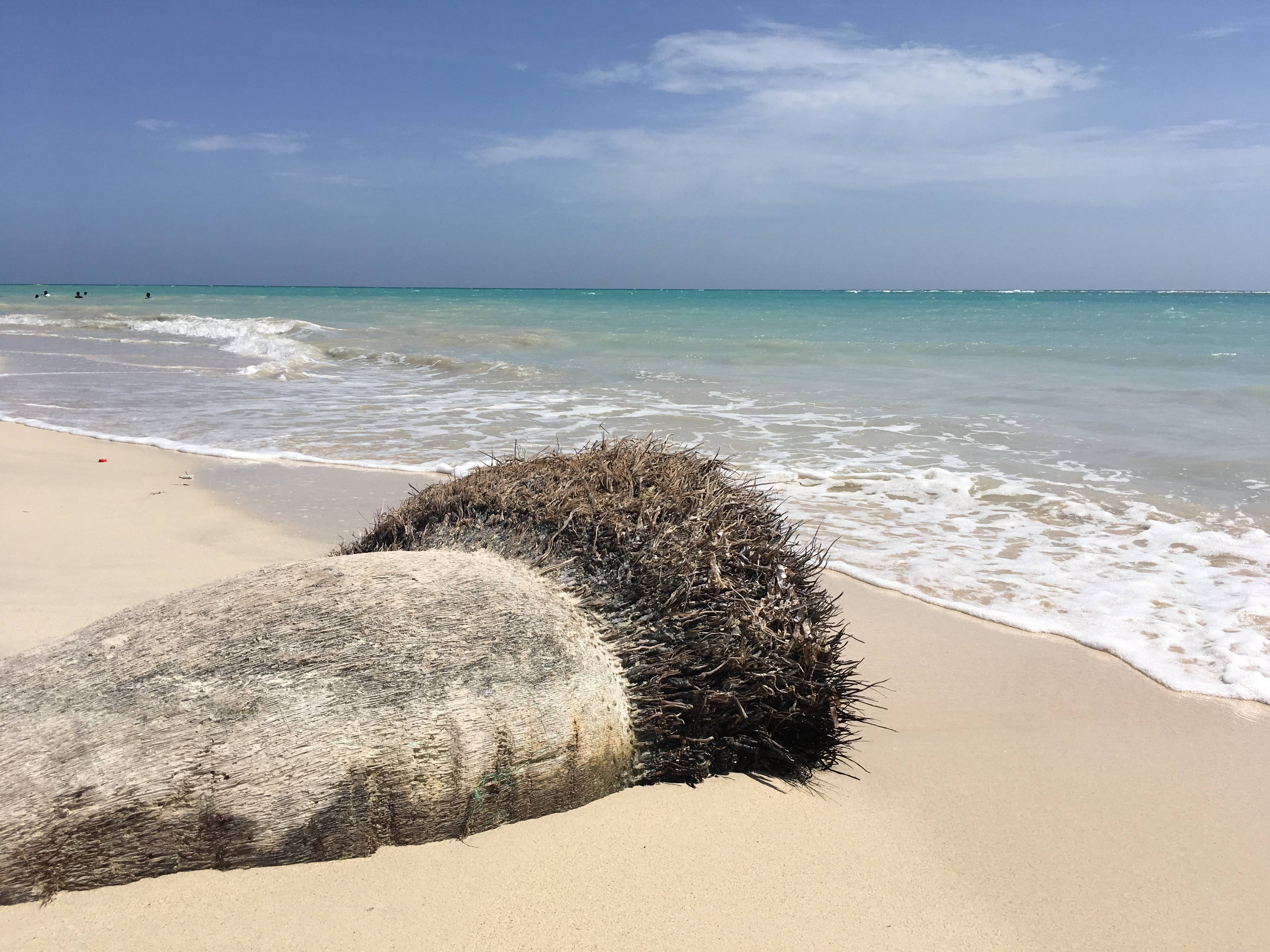 Haiti, palm tree, golden sand, 4K Desktop Wallpaper