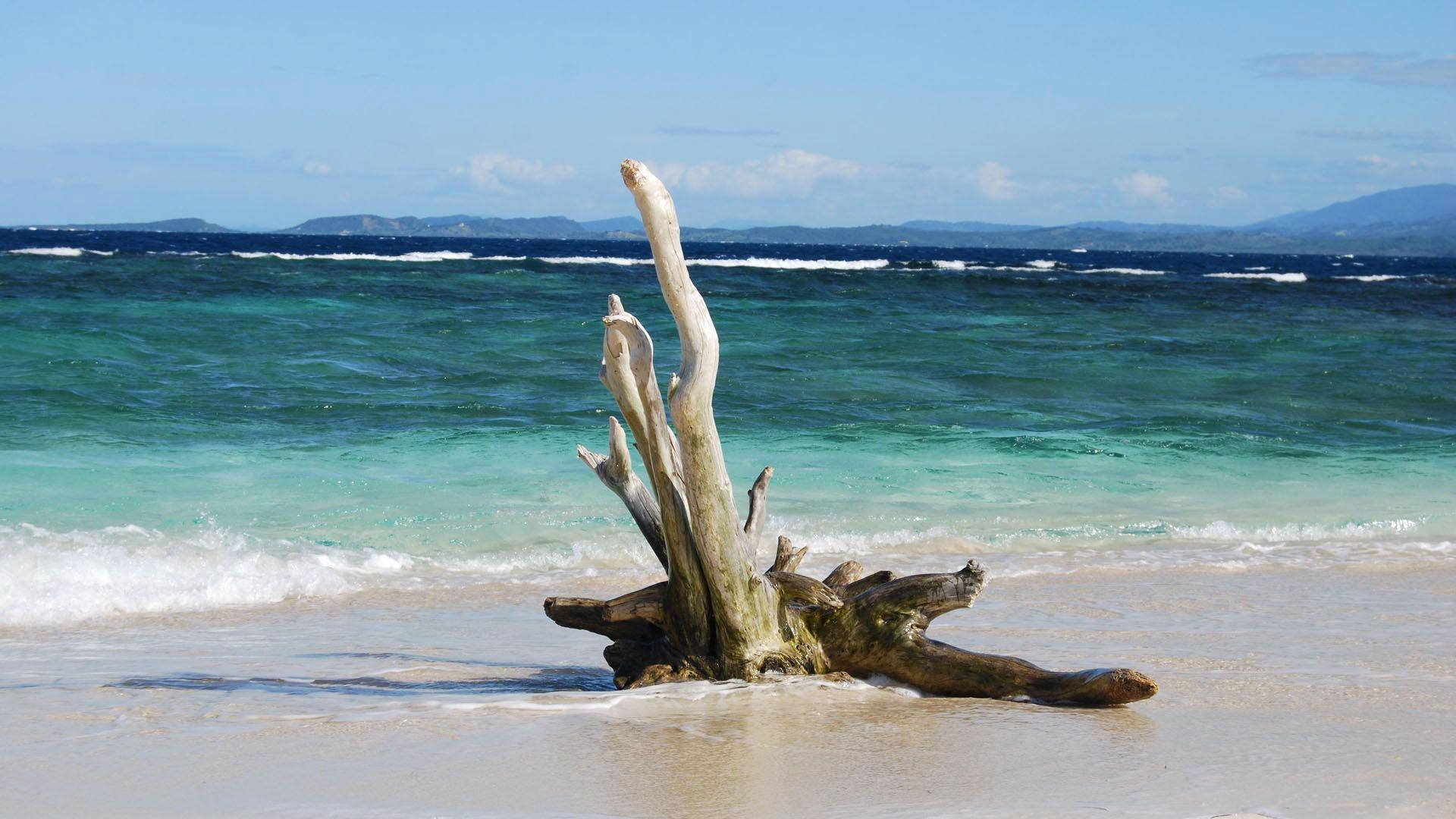 Haiti, white sand shoreline, driftwood, Full HD Desktop Wallpaper