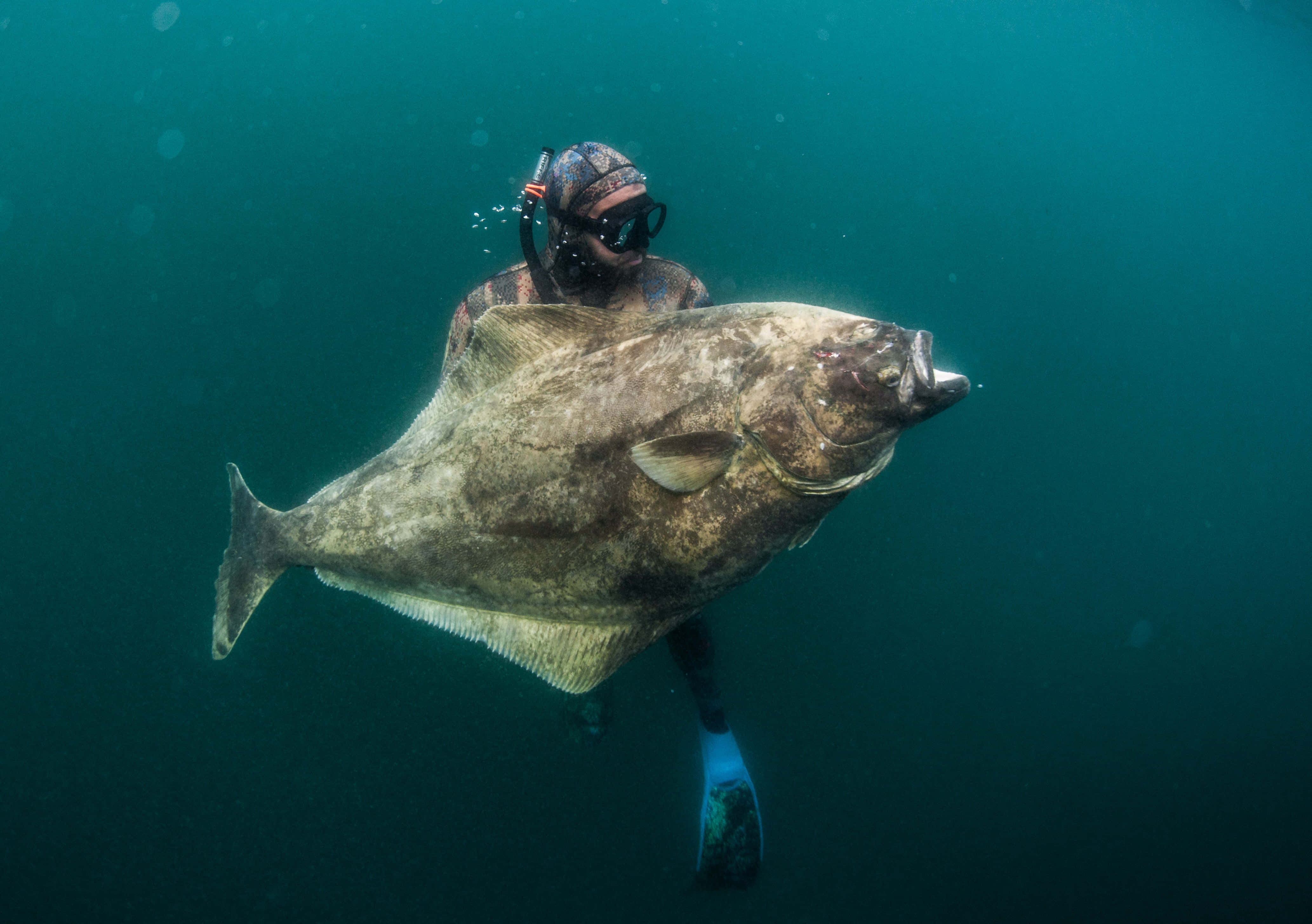 diver, giant halibut, deep teal ocean water, 4K Desktop Wallpaper