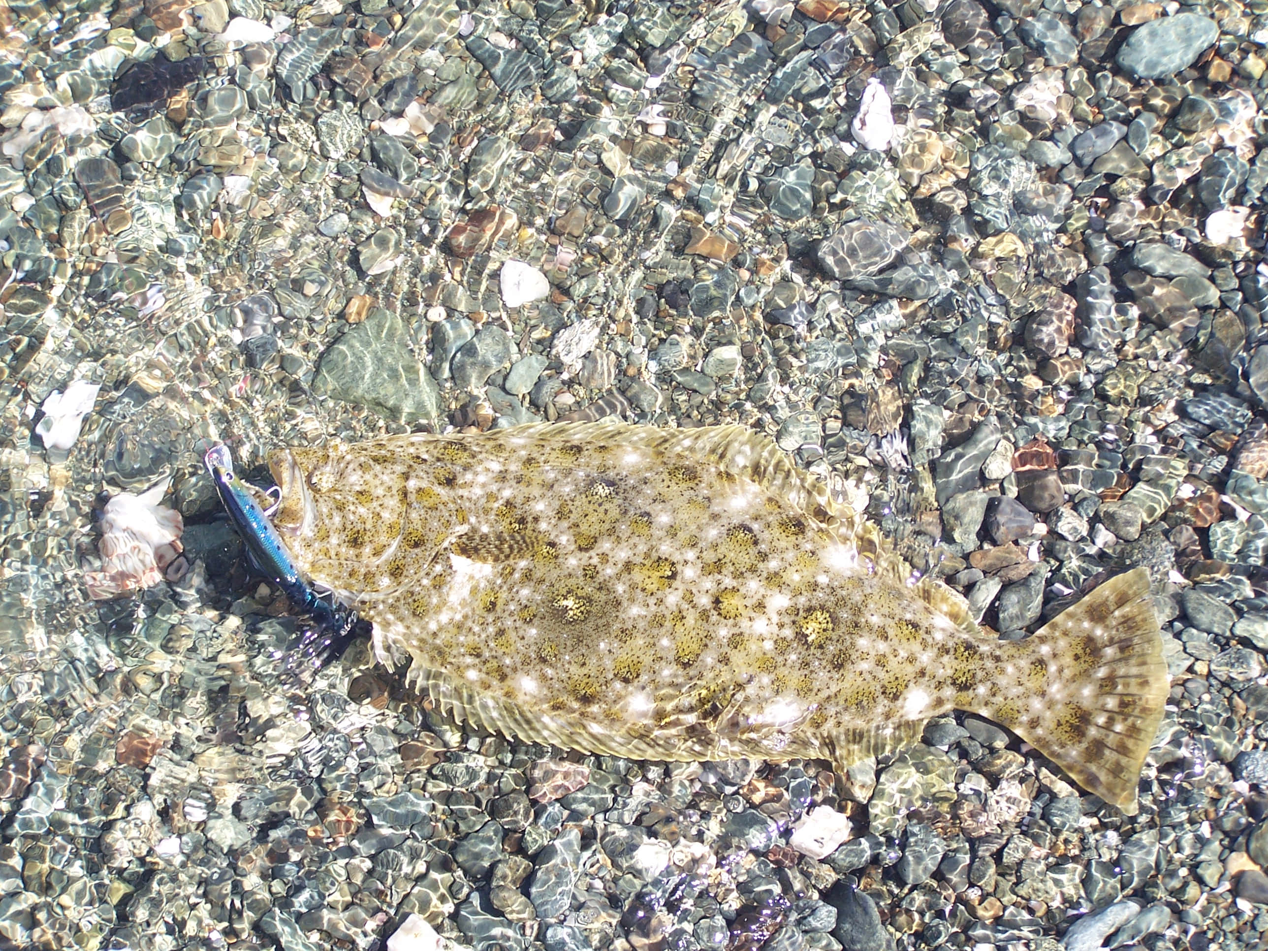 Halibut, pebbled shore, sunlit pebbles, 2K Desktop Wallpaper