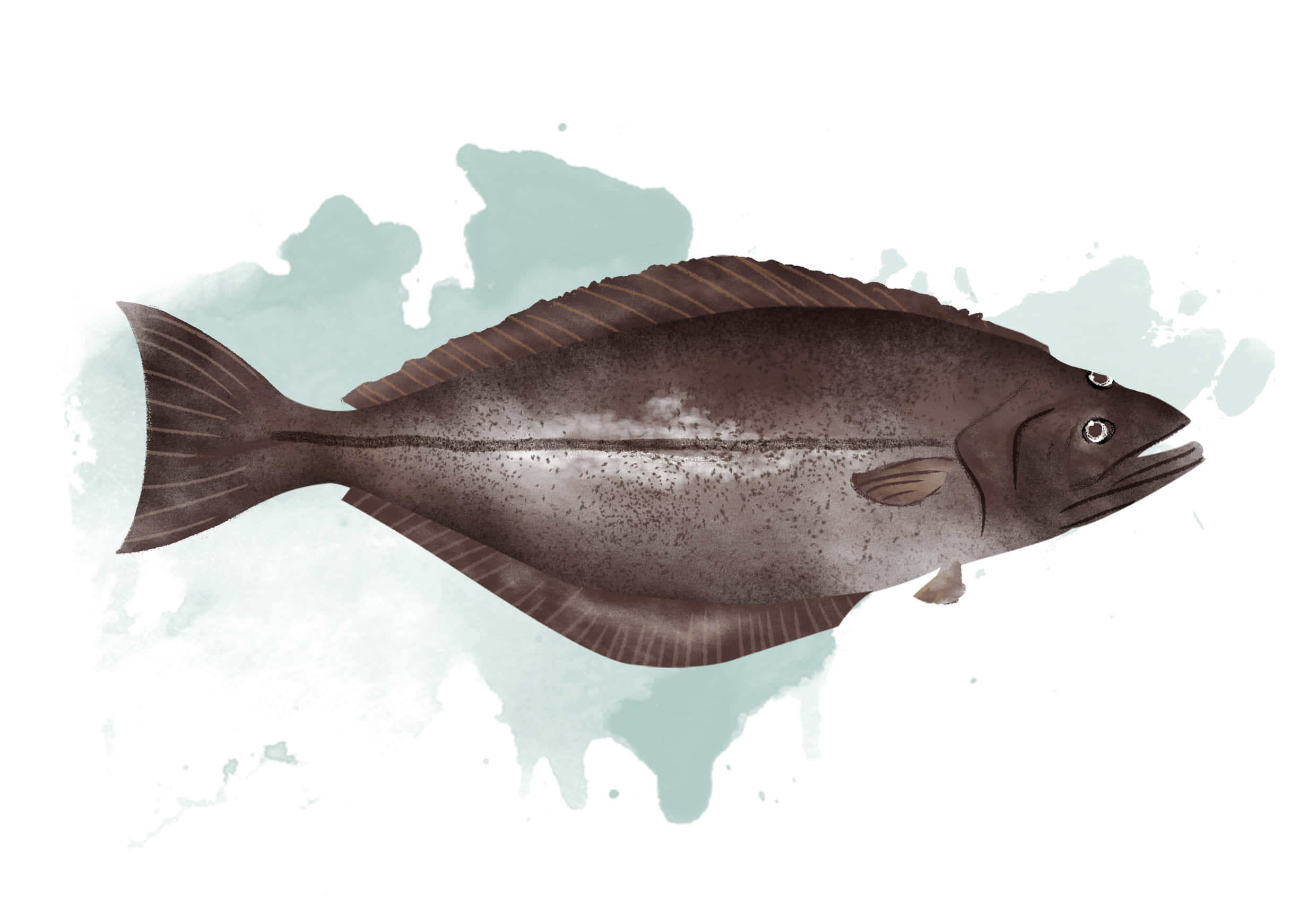 Halibut, speckled brown body, translucent fins, Full HD Desktop Wallpaper