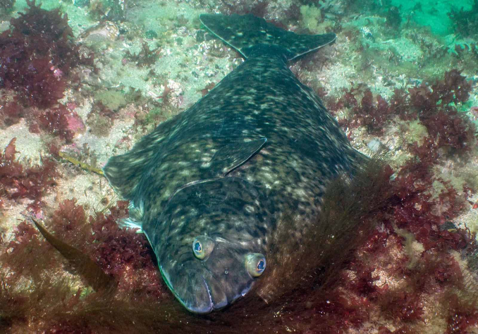 Halibut, ocean floor, red algae, HD Desktop Wallpaper