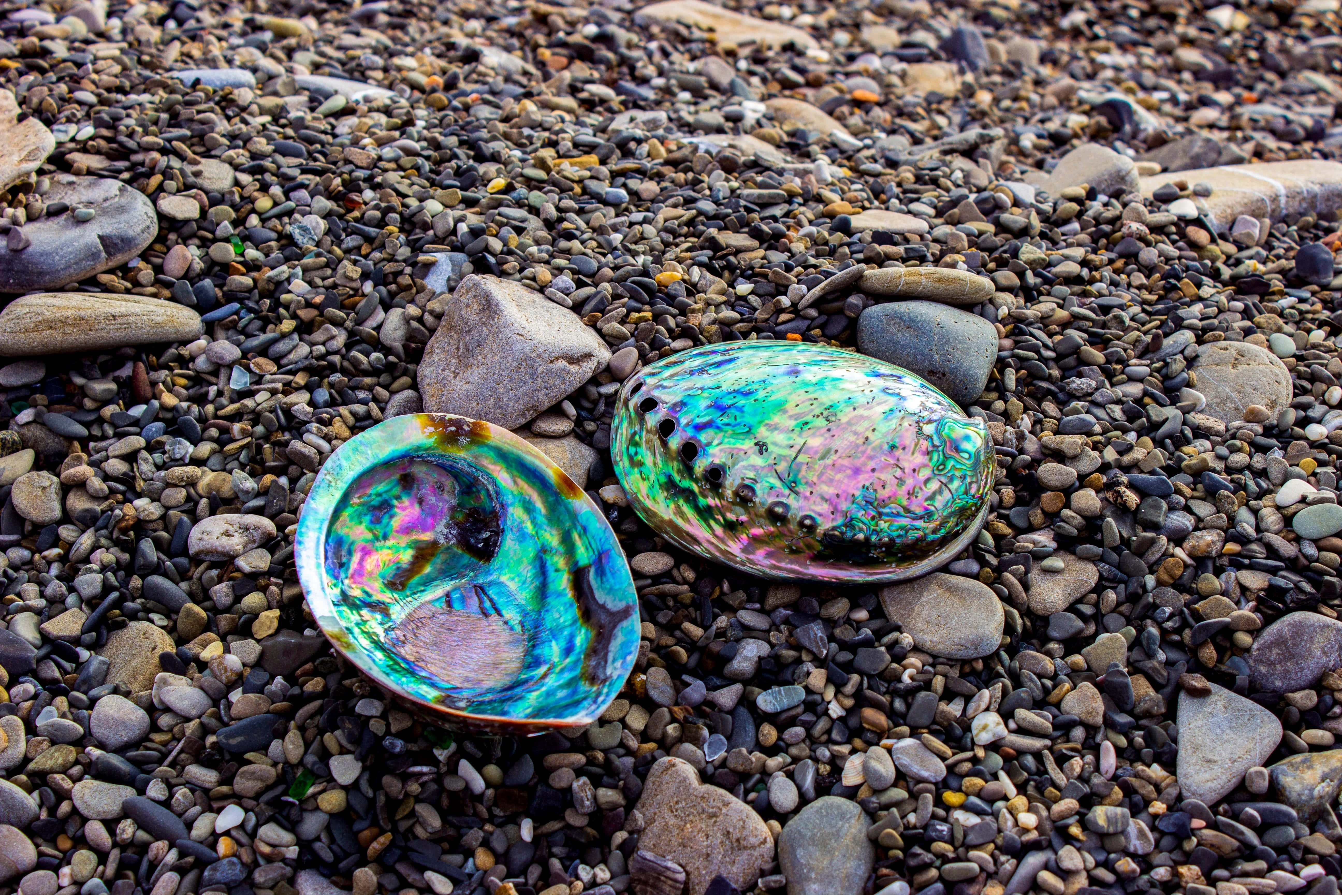 iridescent abalone shells, pebbled beach, wet pebbles, 5K Desktop Wallpaper