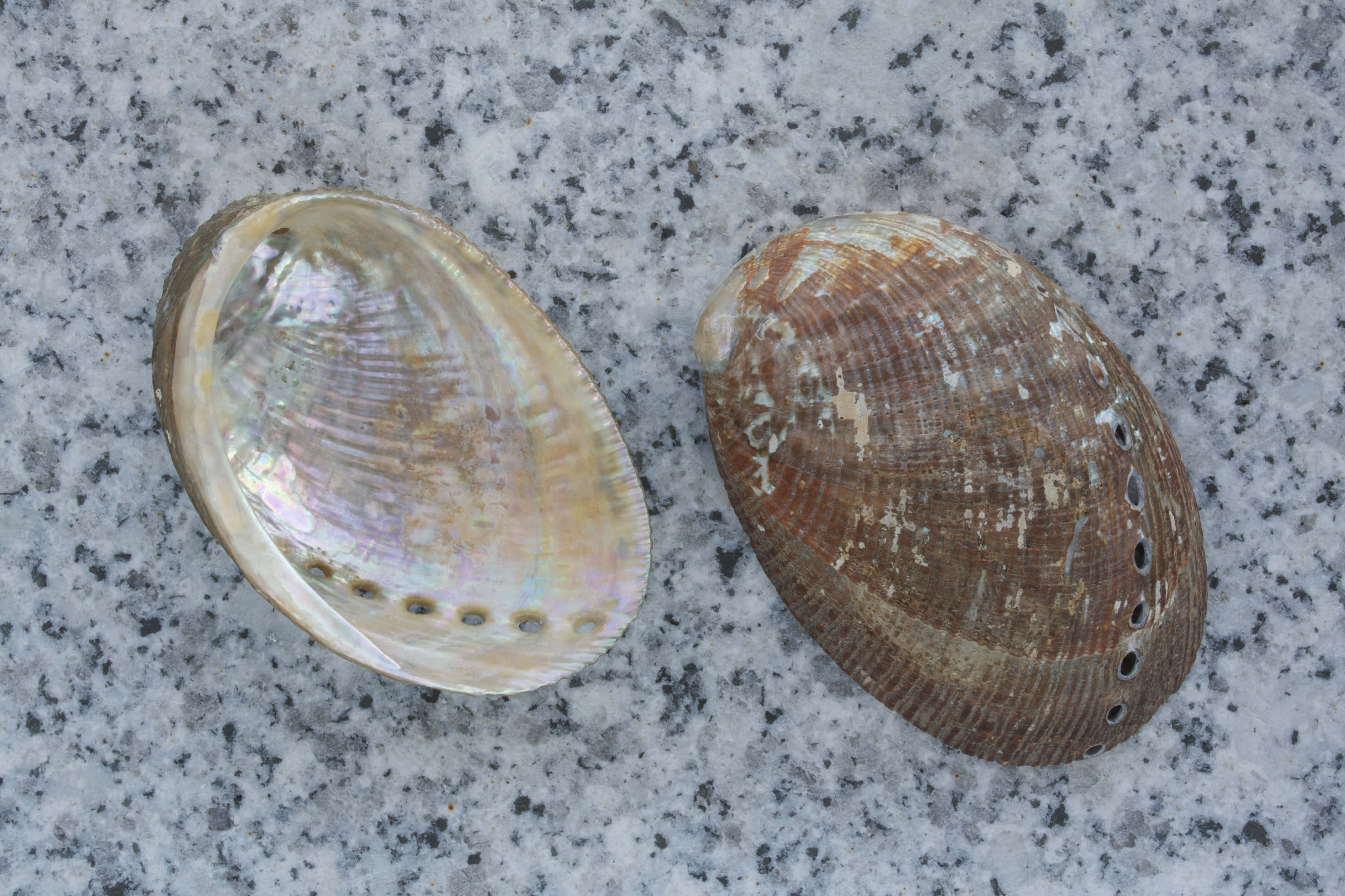 abalone shell, iridescent interior, speckled granite, 4K Desktop Wallpaper