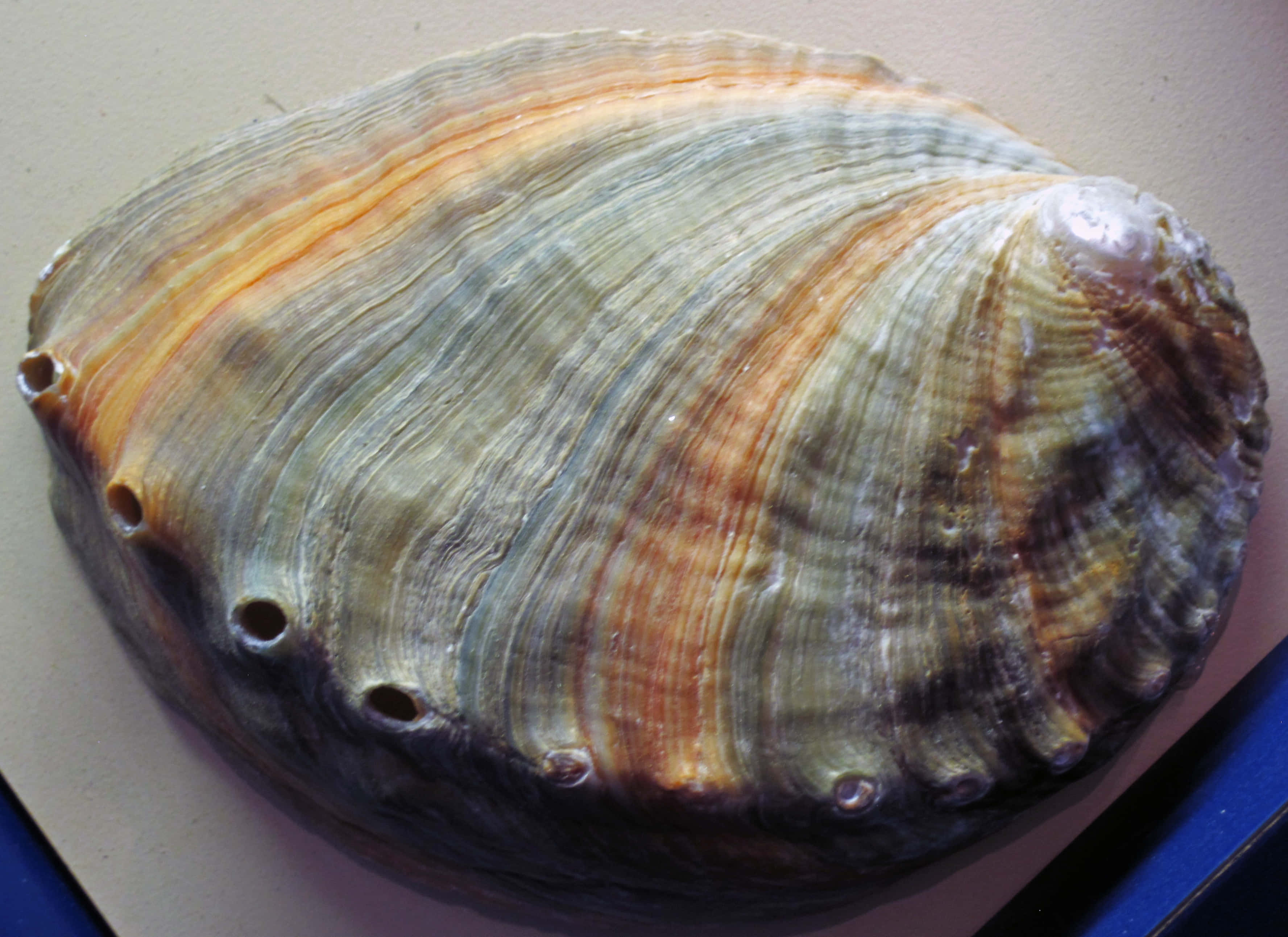 abalone shell, iridescent orange and green stripes, eight holes along its edge, 2K Desktop Wallpaper