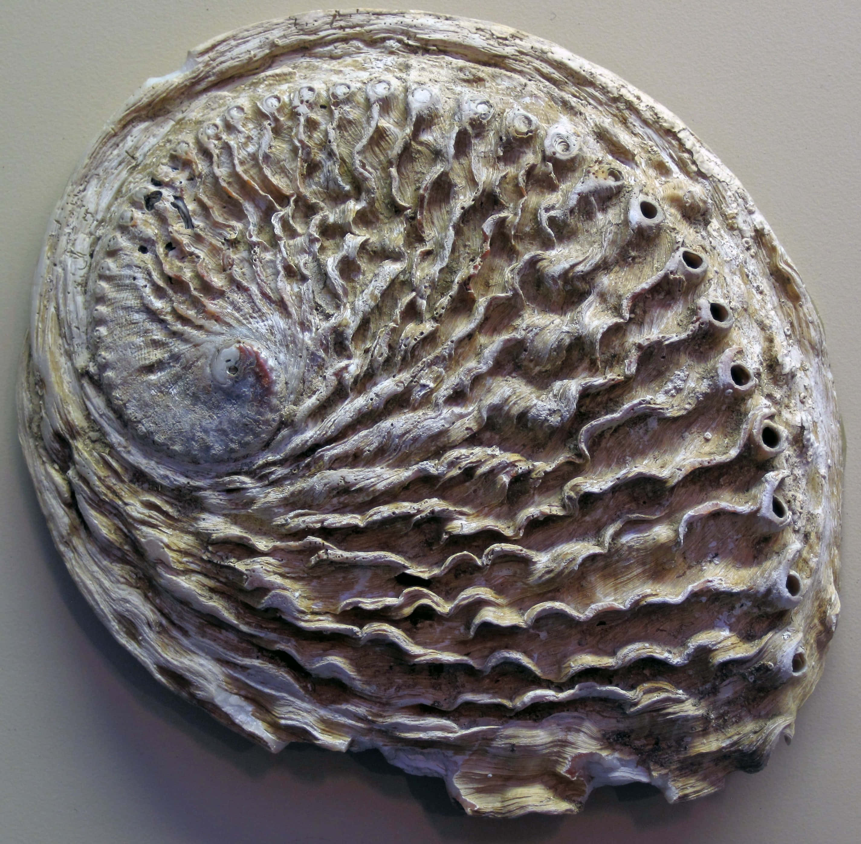 abalone shell, wavy ridges, rows of holes, 2K Desktop Wallpaper