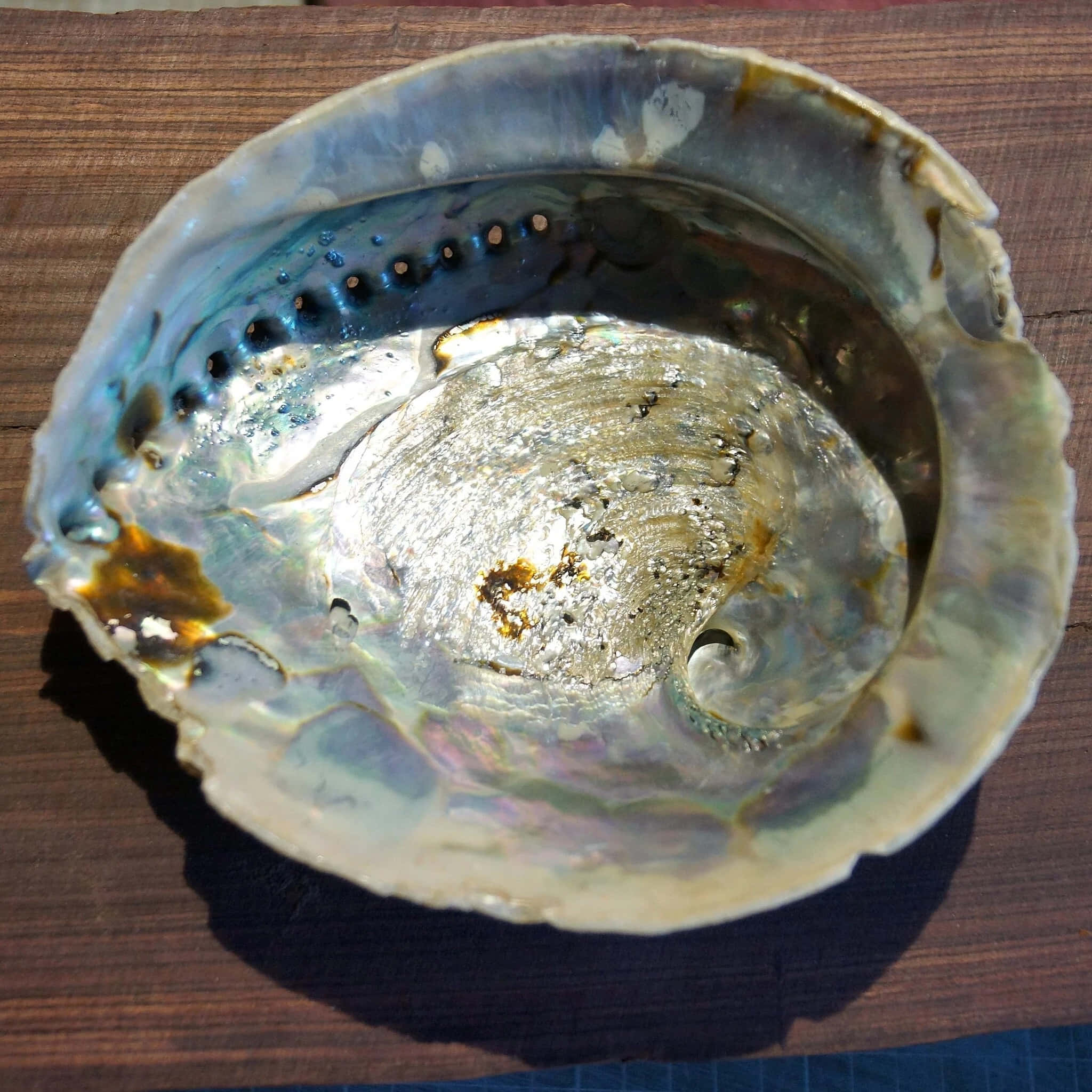iridescent abalone shell, blue green, gold, Full HD Desktop Wallpaper