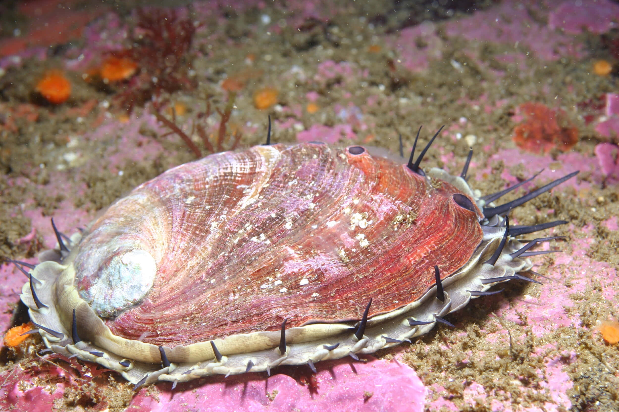 red abalone, pink coral, iridescent pink and red hues, Full HD Desktop Wallpaper