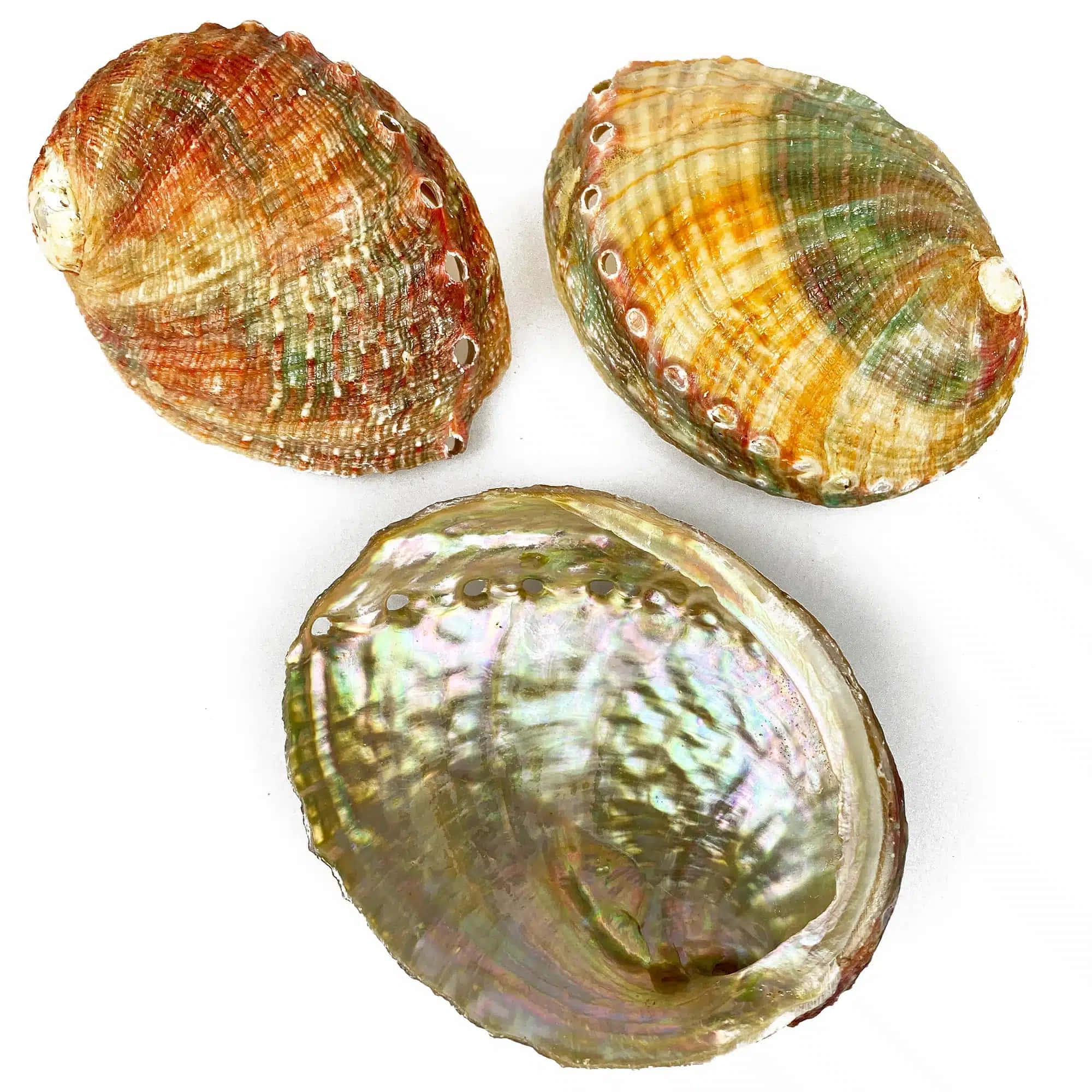 abalone shells, iridescent interiors, colorful ridged exteriors, Full HD Desktop Wallpaper