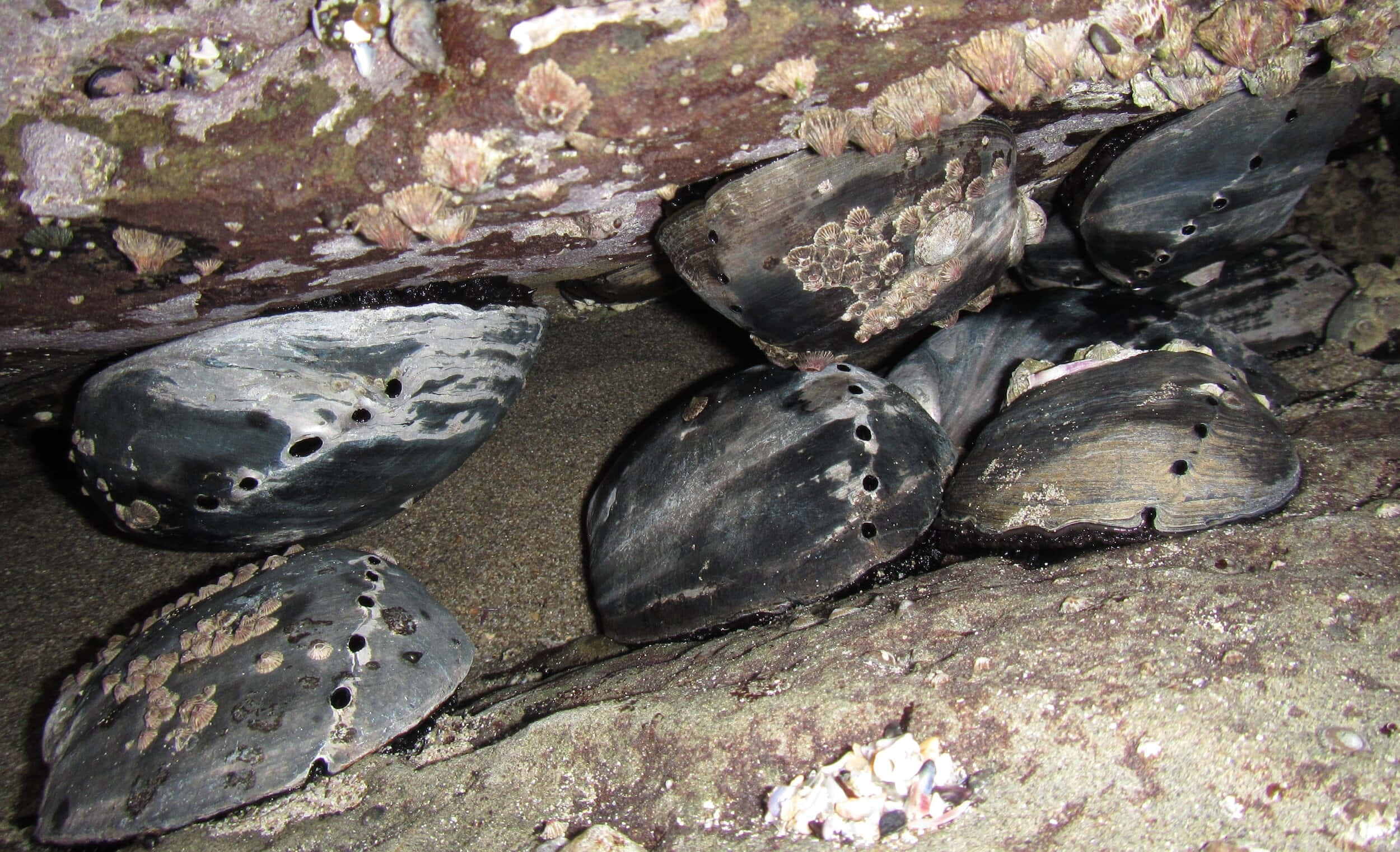 abalone shells, tidepool crevice, mossy rock, Full HD Desktop Wallpaper