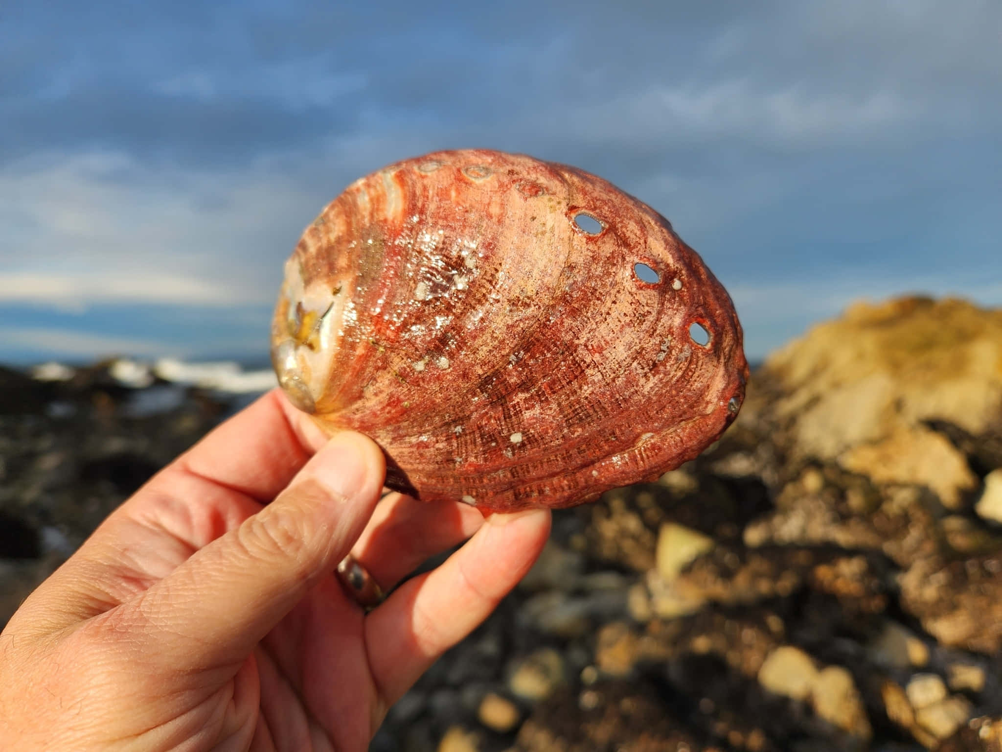red abalone shell, hand, rocky coast, Full HD Desktop Wallpaper