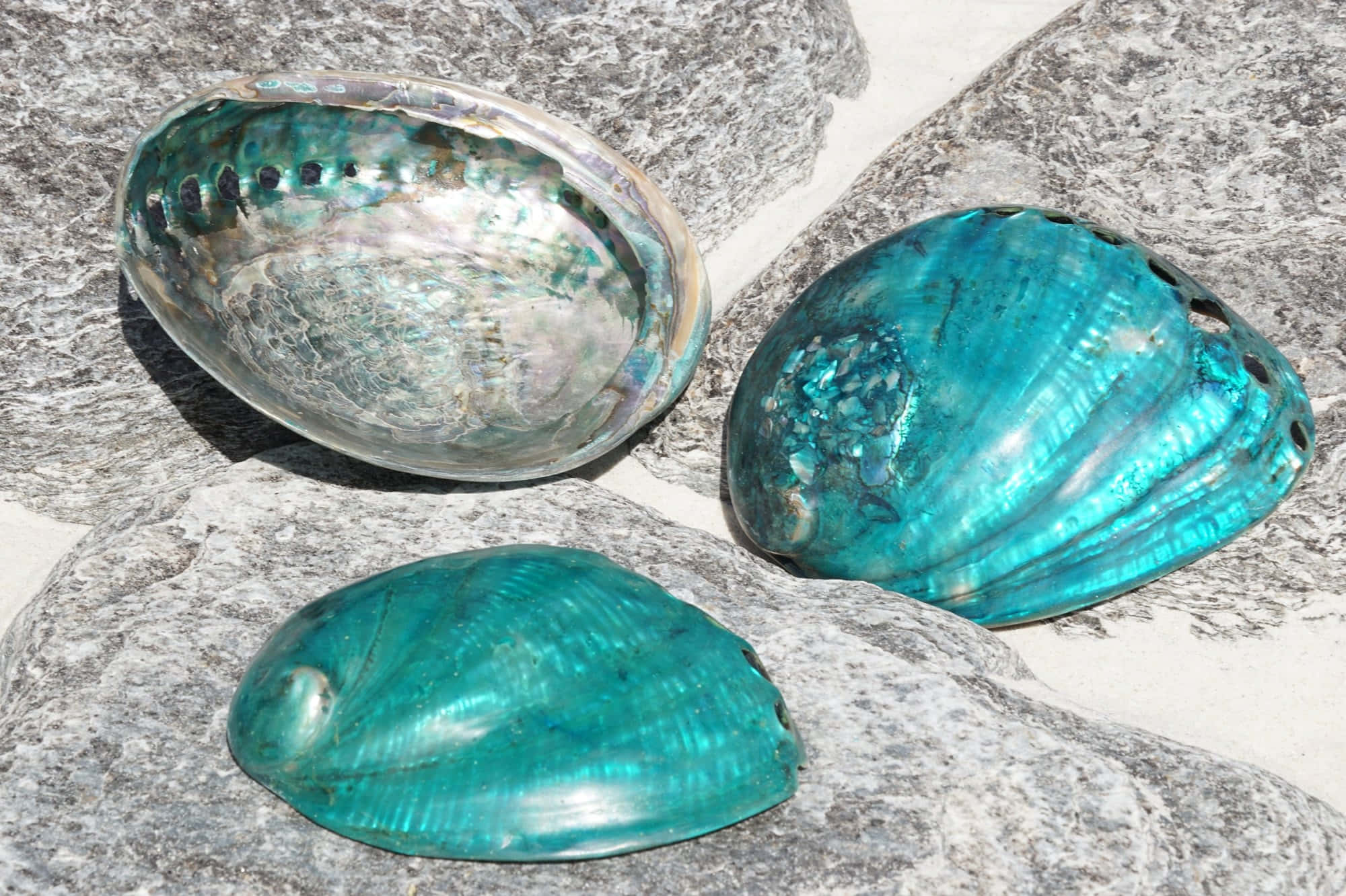 abalone shell, turquoise, silver, Full HD Desktop Wallpaper