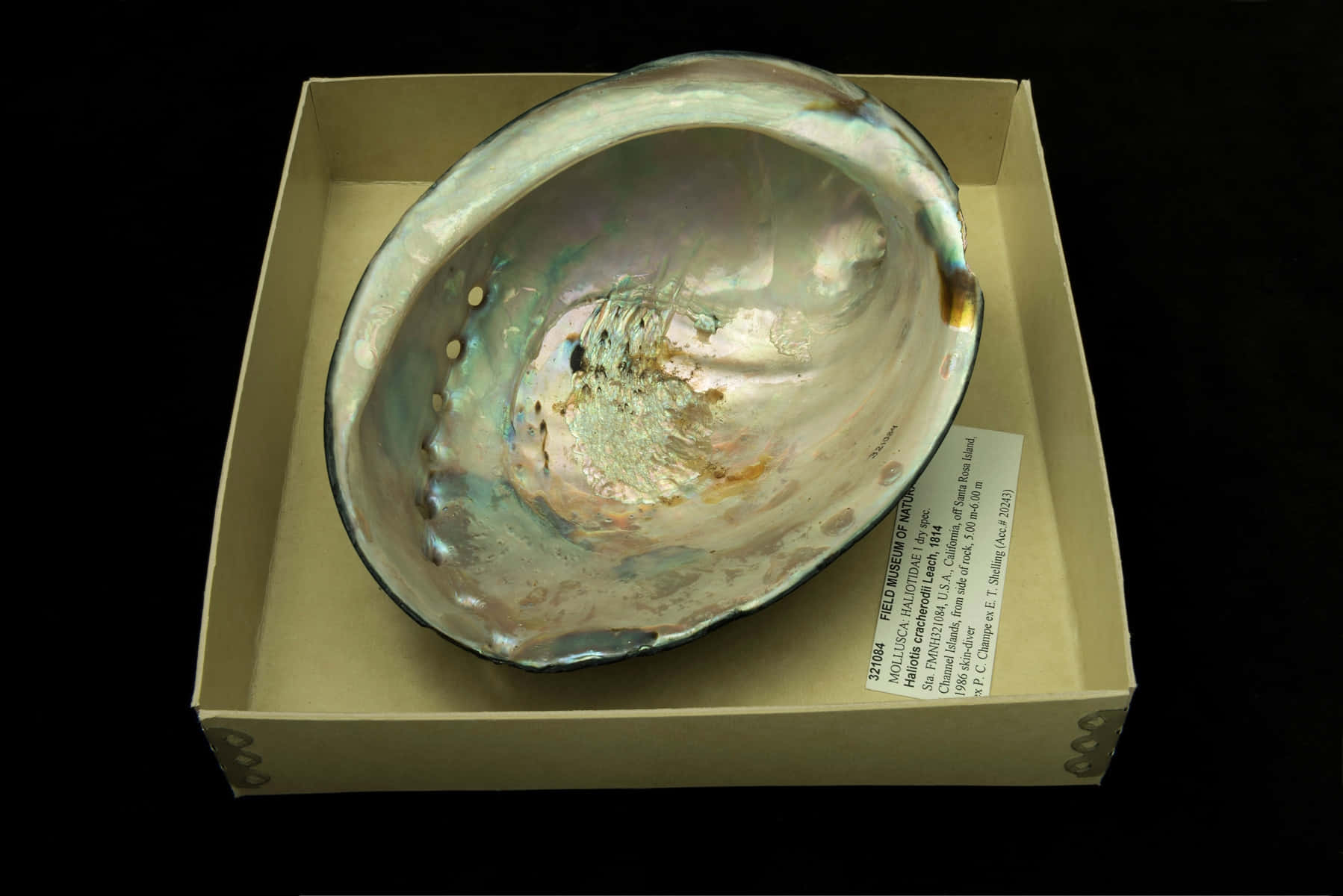 iridescent abalone shell, mother-of-pearl interior, beige box, HD Desktop Wallpaper