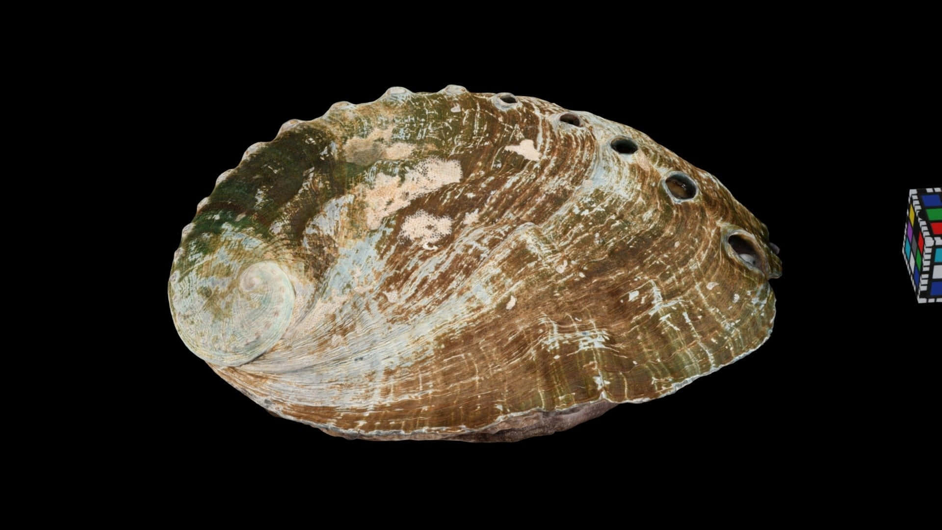 abalone shell, iridescent green brown and white patterns, eight holes, Full HD Desktop Wallpaper