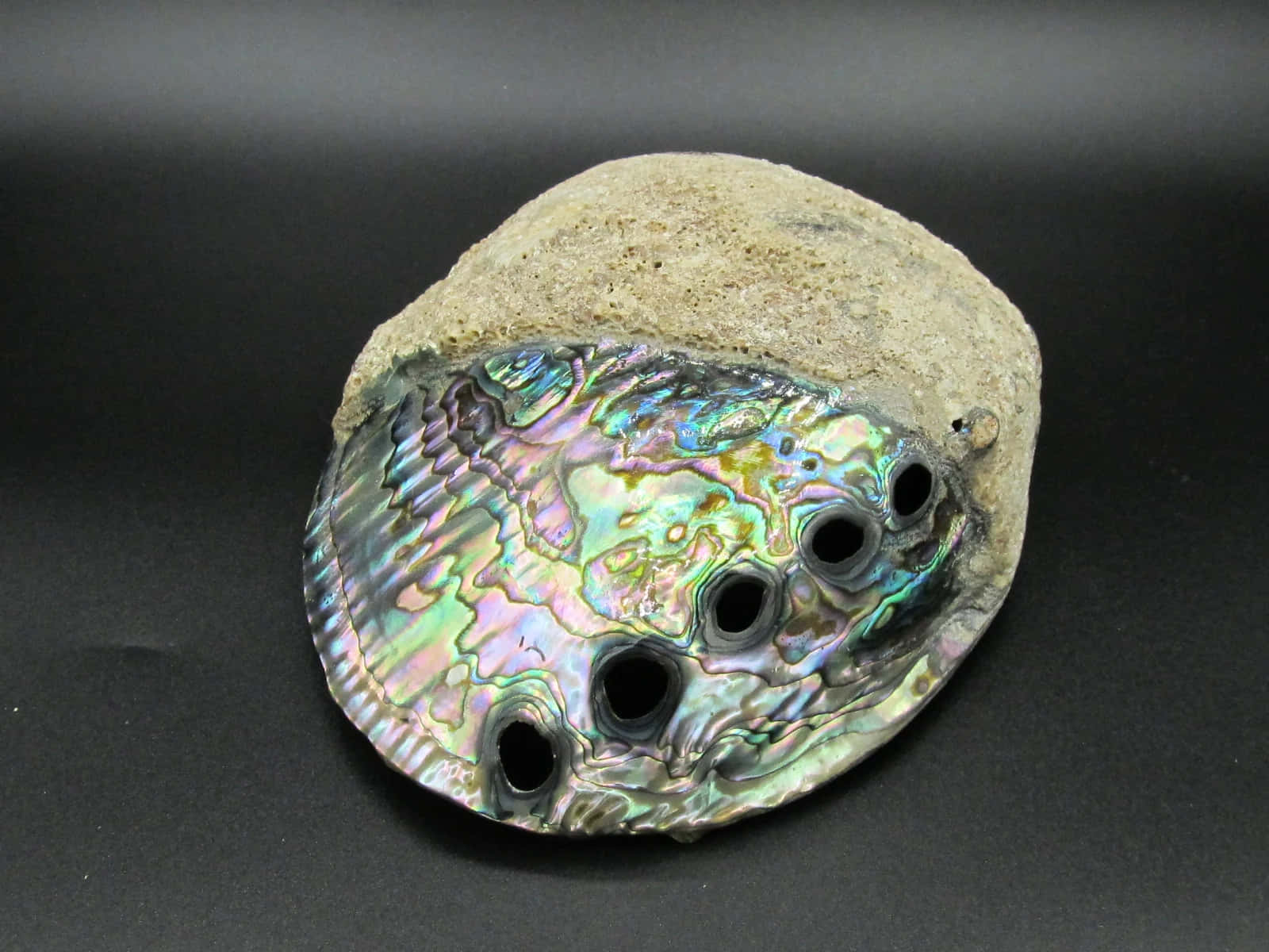 iridescent abalone shell, polished abalone shell, iridescent inner surface, HD Desktop Wallpaper