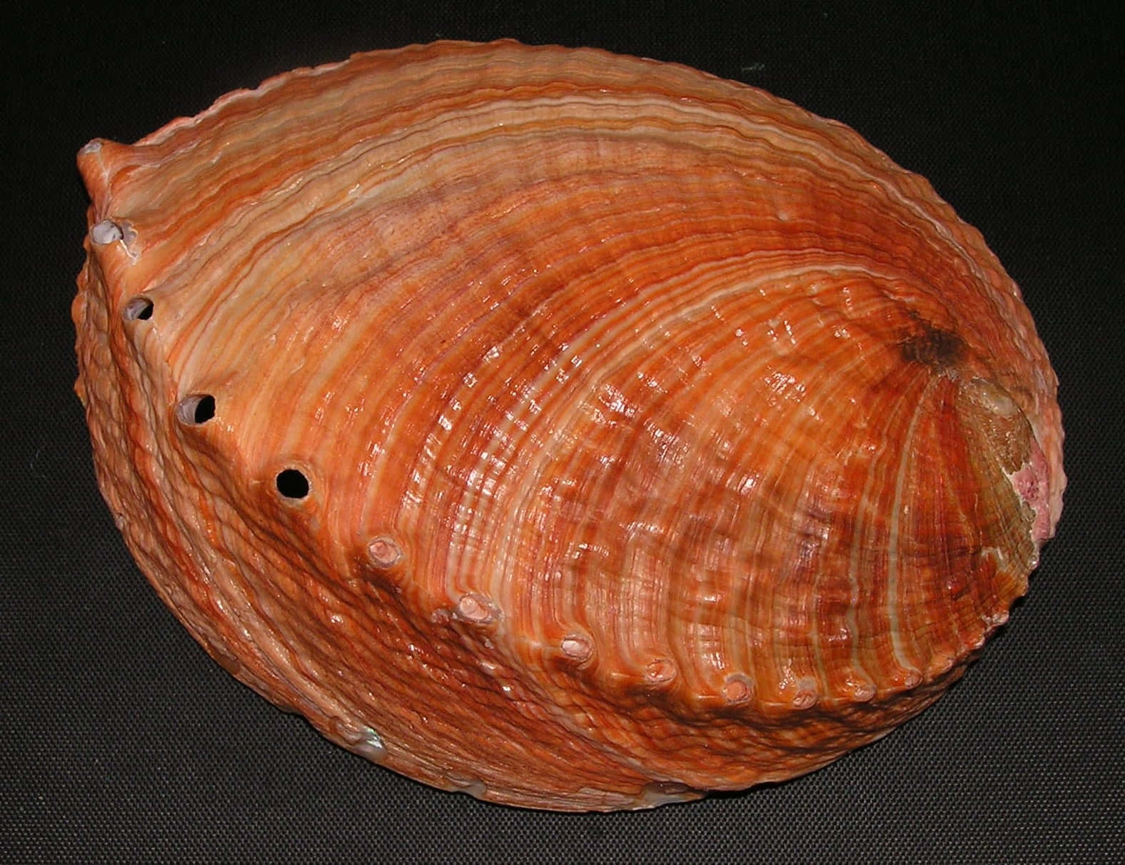 red abalone shell, Haliotis, iridescent ridges, HD Desktop Wallpaper