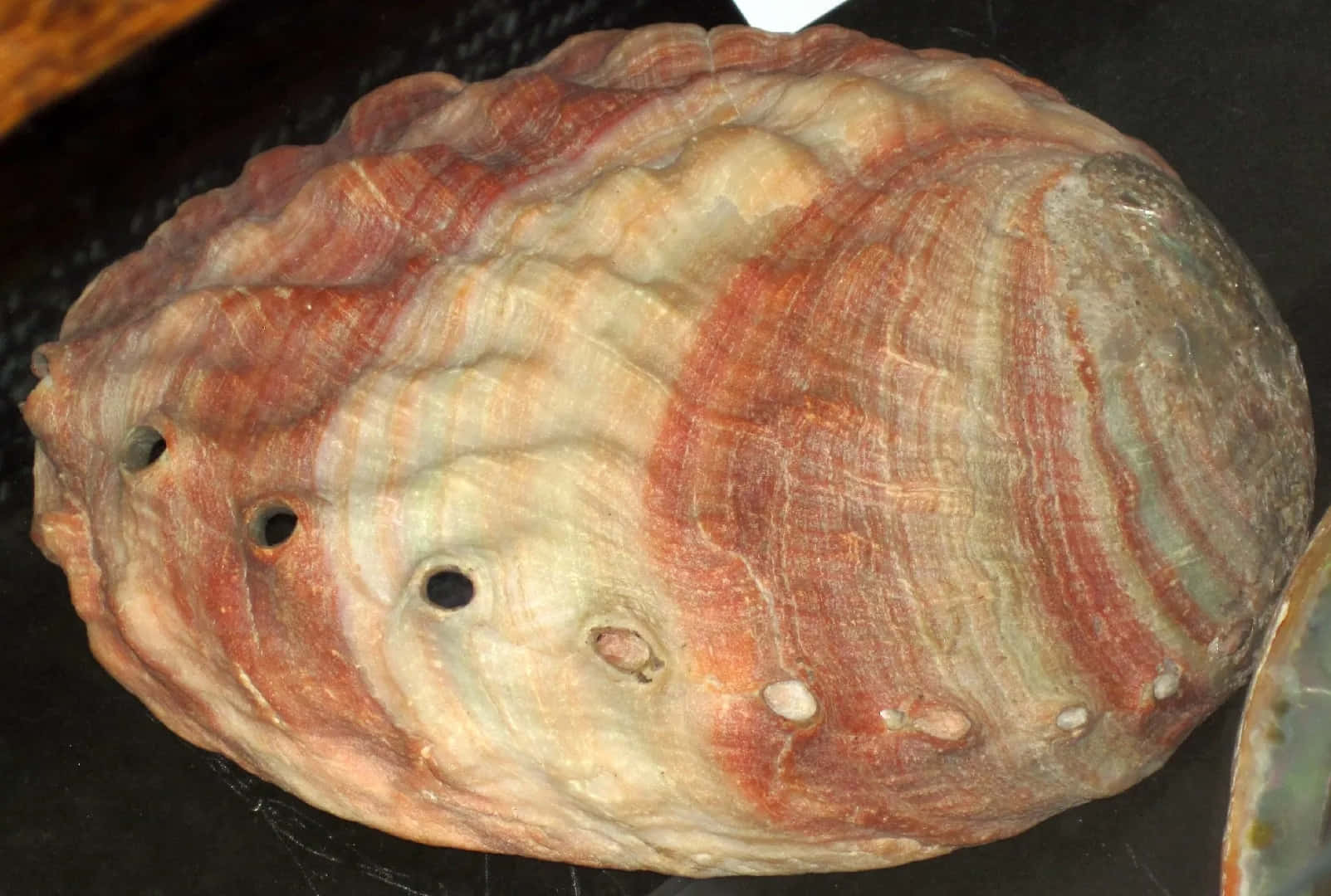 red striped abalone shell, vibrant red beige and green stripes, dark textured surface, HD Desktop Wallpaper