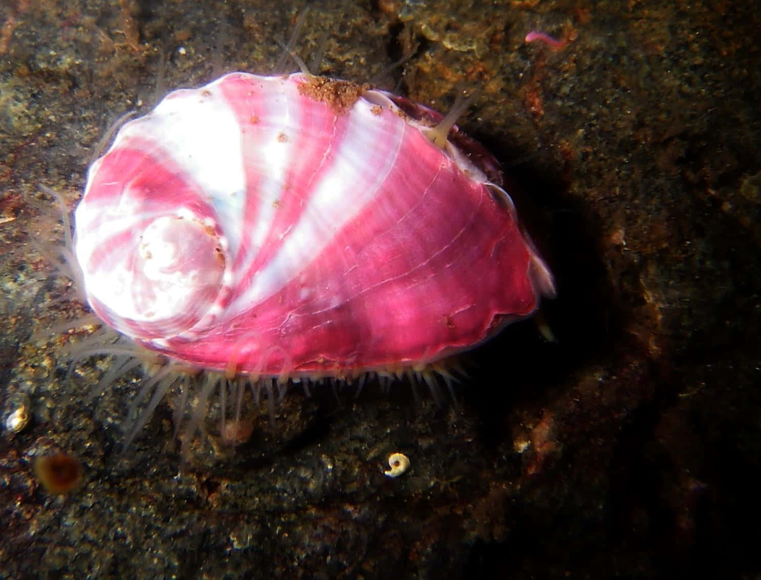 pink striped sea snail, abalone shell, vibrant pink and white striped, HD Desktop Wallpaper