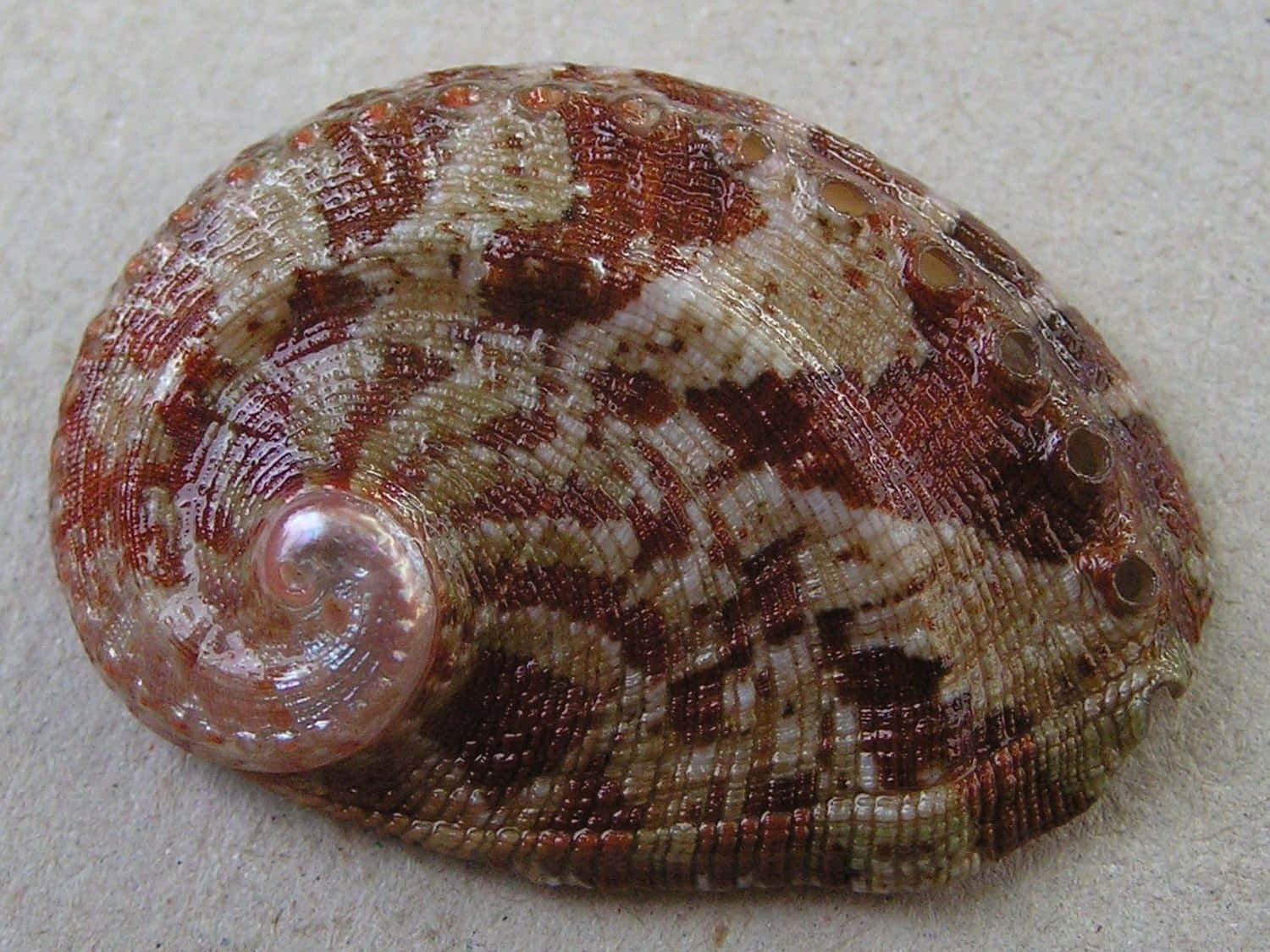 abalone shell, glossy, brown and beige patterns, HD Desktop Wallpaper