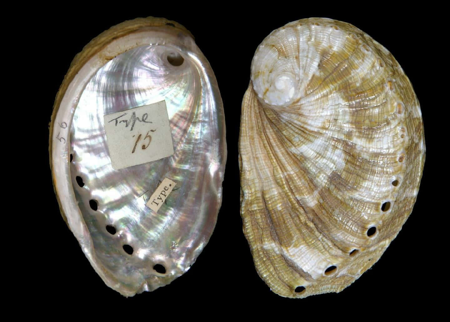 Haliotis, abalone shells, iridescent inner shell, HD Desktop Wallpaper