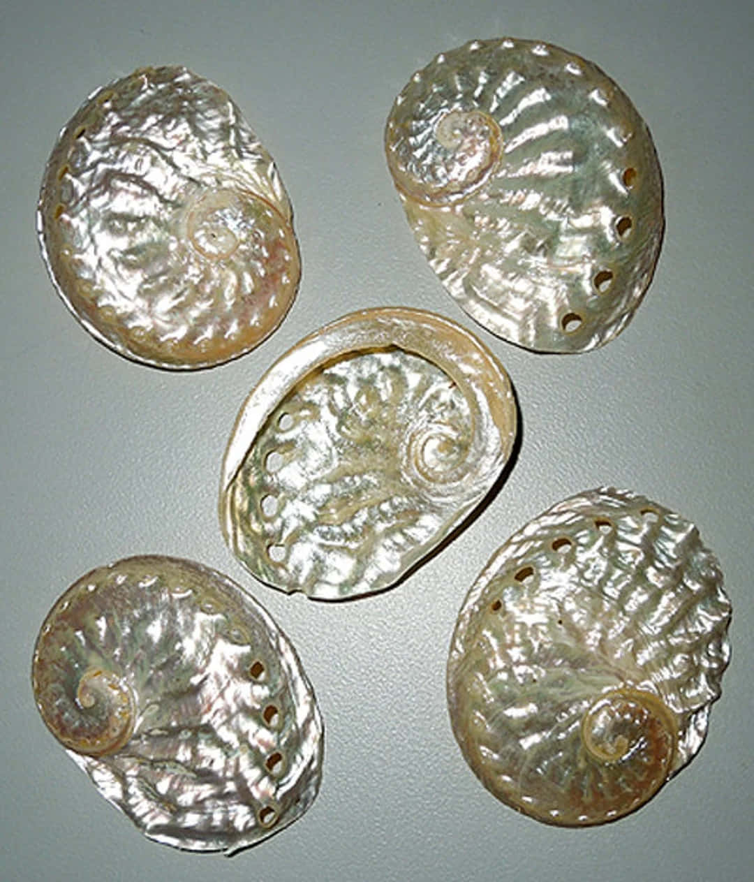 abalone shells, mother-of-pearl interiors, iridescent, SD Phone Wallpaper