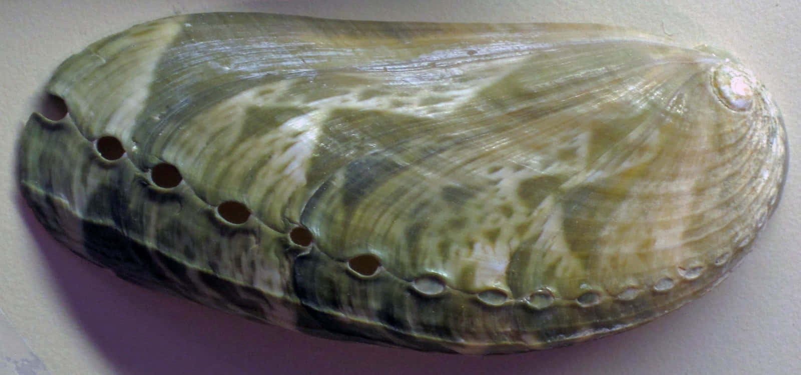abalone shell, greenish-brown, row of holes, HD Desktop Wallpaper