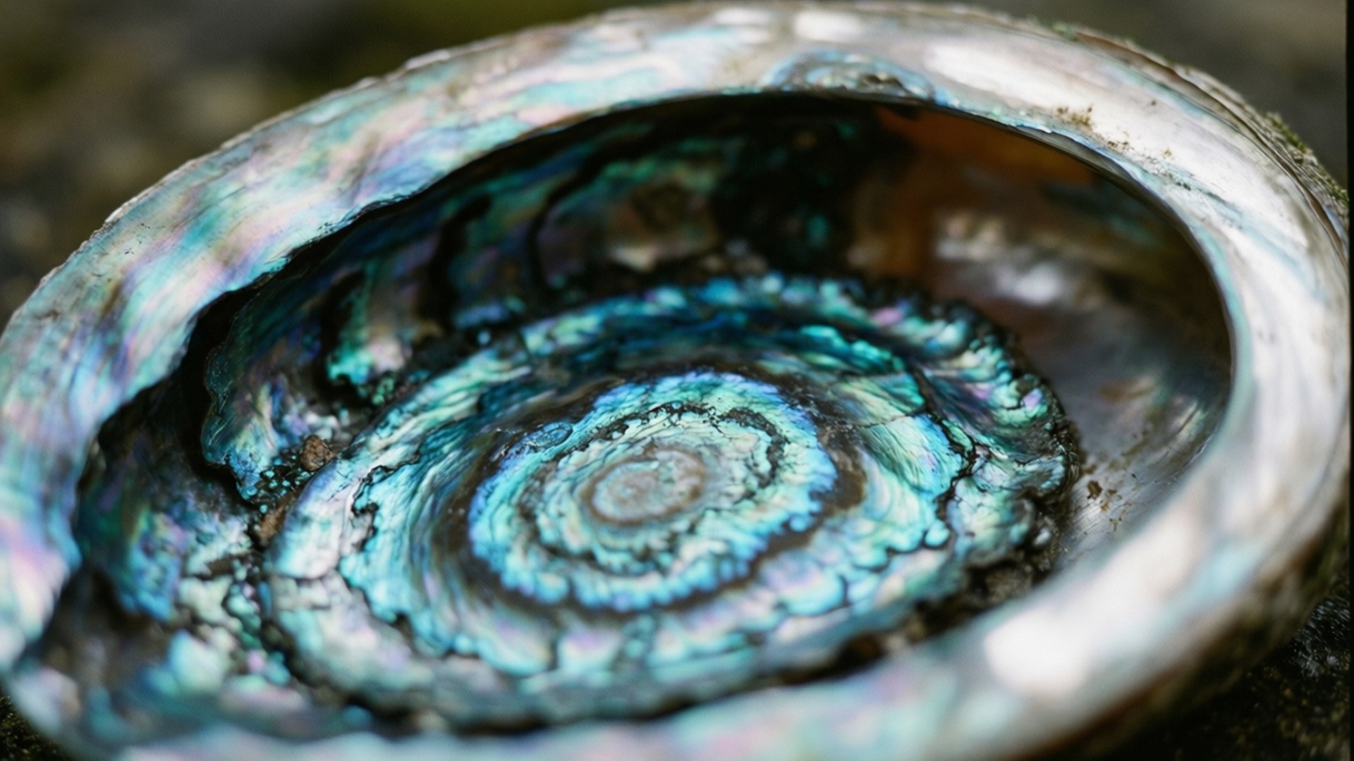 iridescent abalone whorls, abalone shell interior, iridescent turquoise, Full HD Desktop Wallpaper