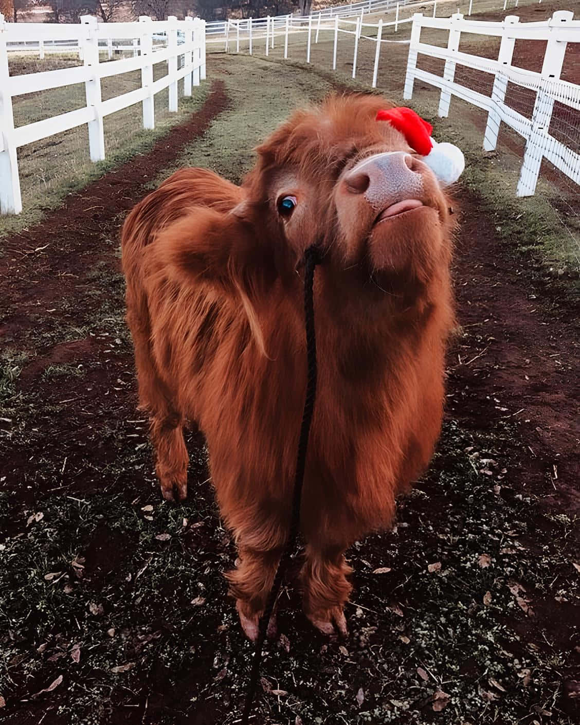 Highland cow, Santa hat, red Santa hat, HD Phone Wallpaper