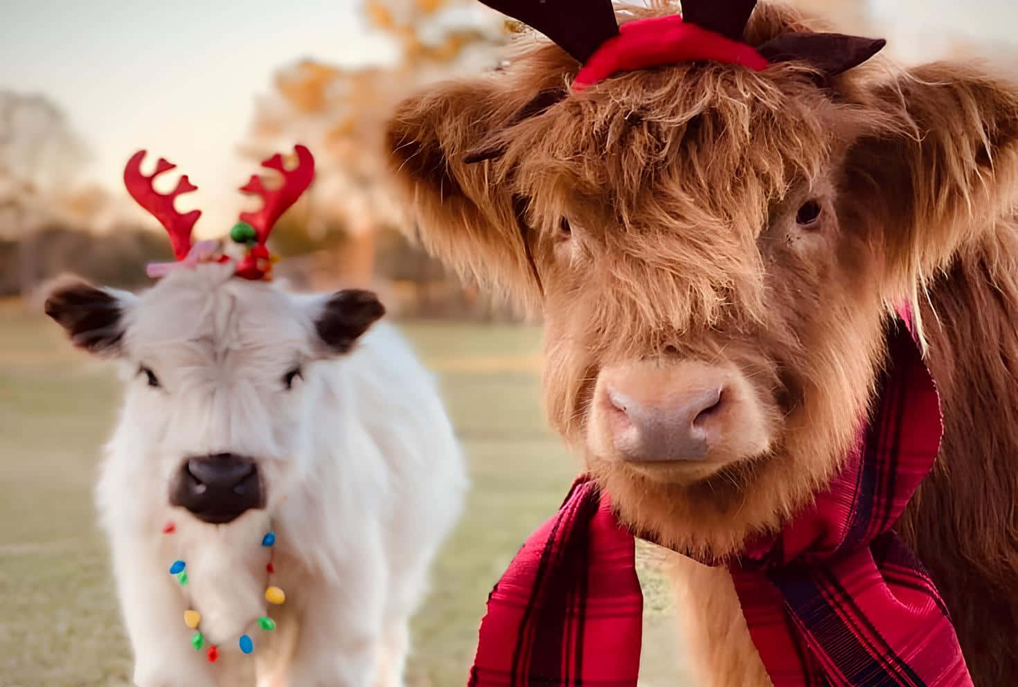 Festive Holiday Cowsin Scarvesand Antlers, reindeer antlers, holiday scarves, HD Desktop Wallpaper
