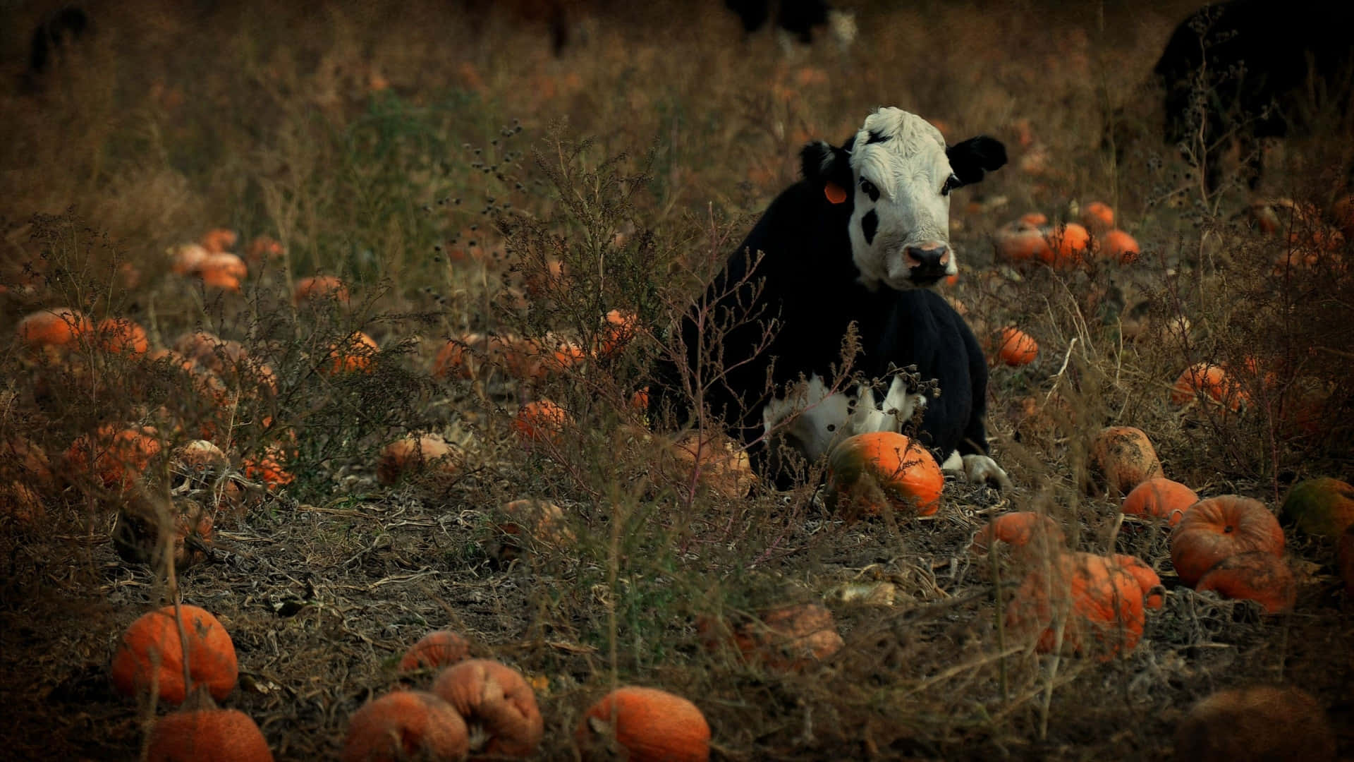 Halloween Cow, pumpkin patch, black and white calf, Full HD Desktop Wallpaper