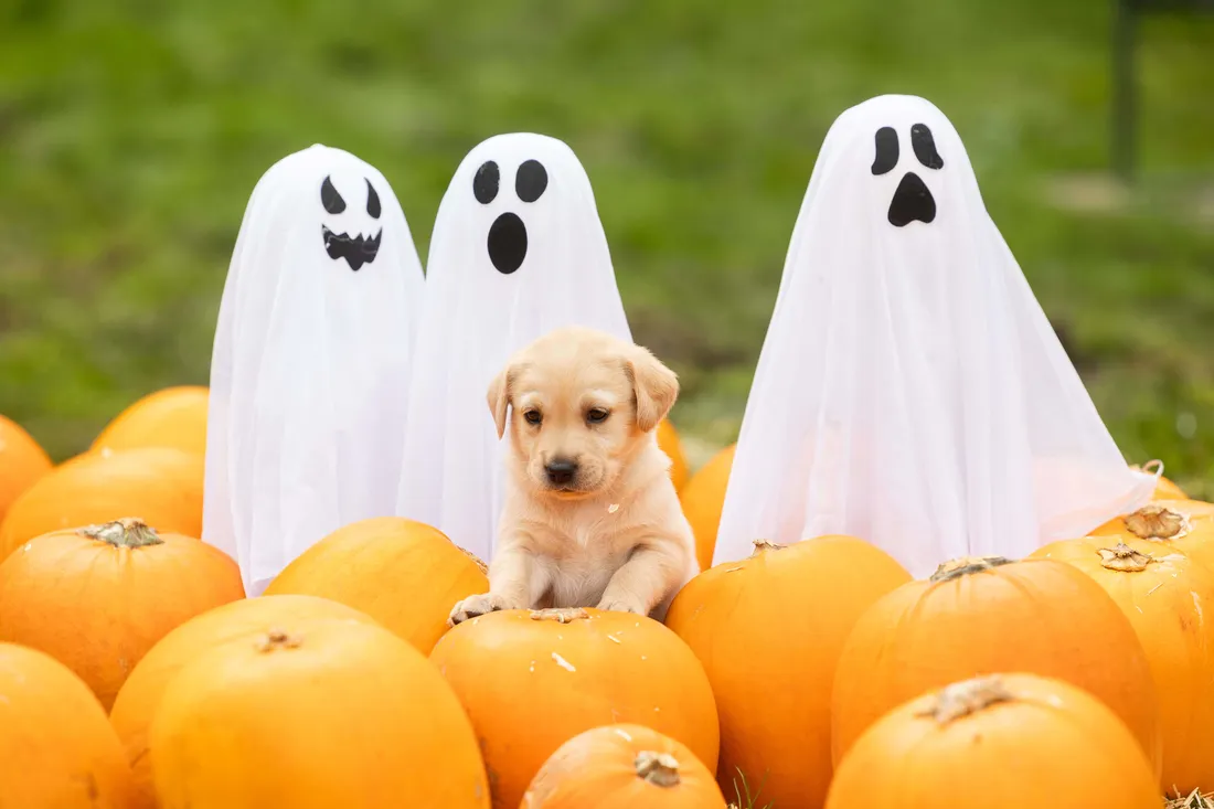 Halloween Dog