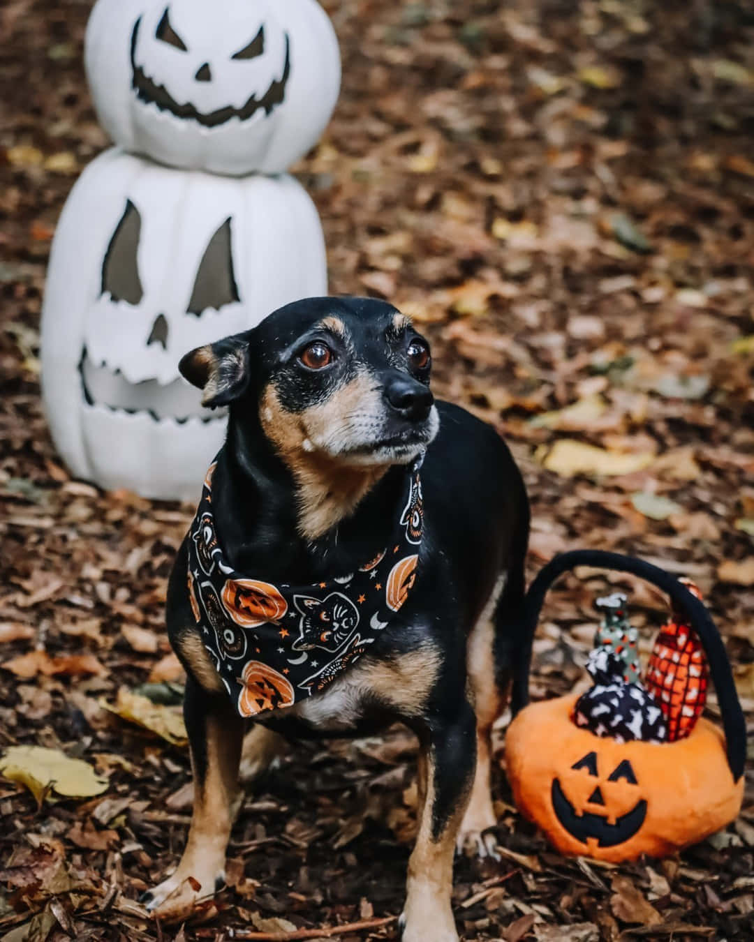 Halloween Dog, pumpkins, basket, HD Phone Wallpaper