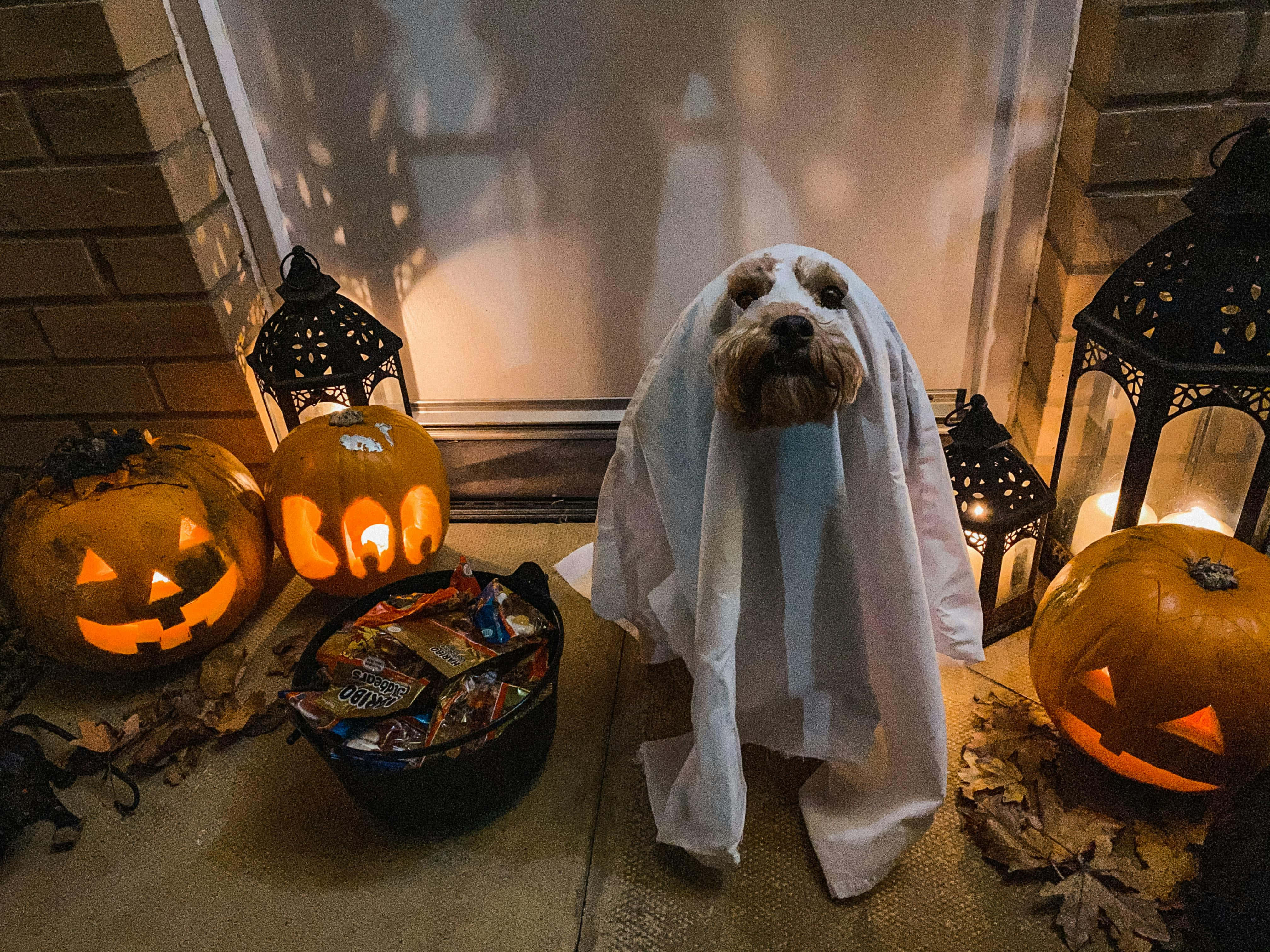 Halloween Dog, ghost costume, jack-o-lanterns, 4K Desktop Wallpaper