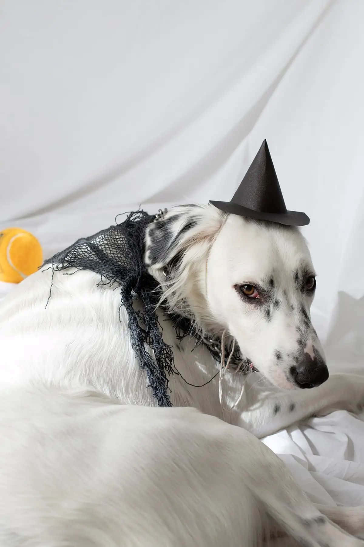 white spotted dog, black witch hat, lace collar, HD Phone Wallpaper
