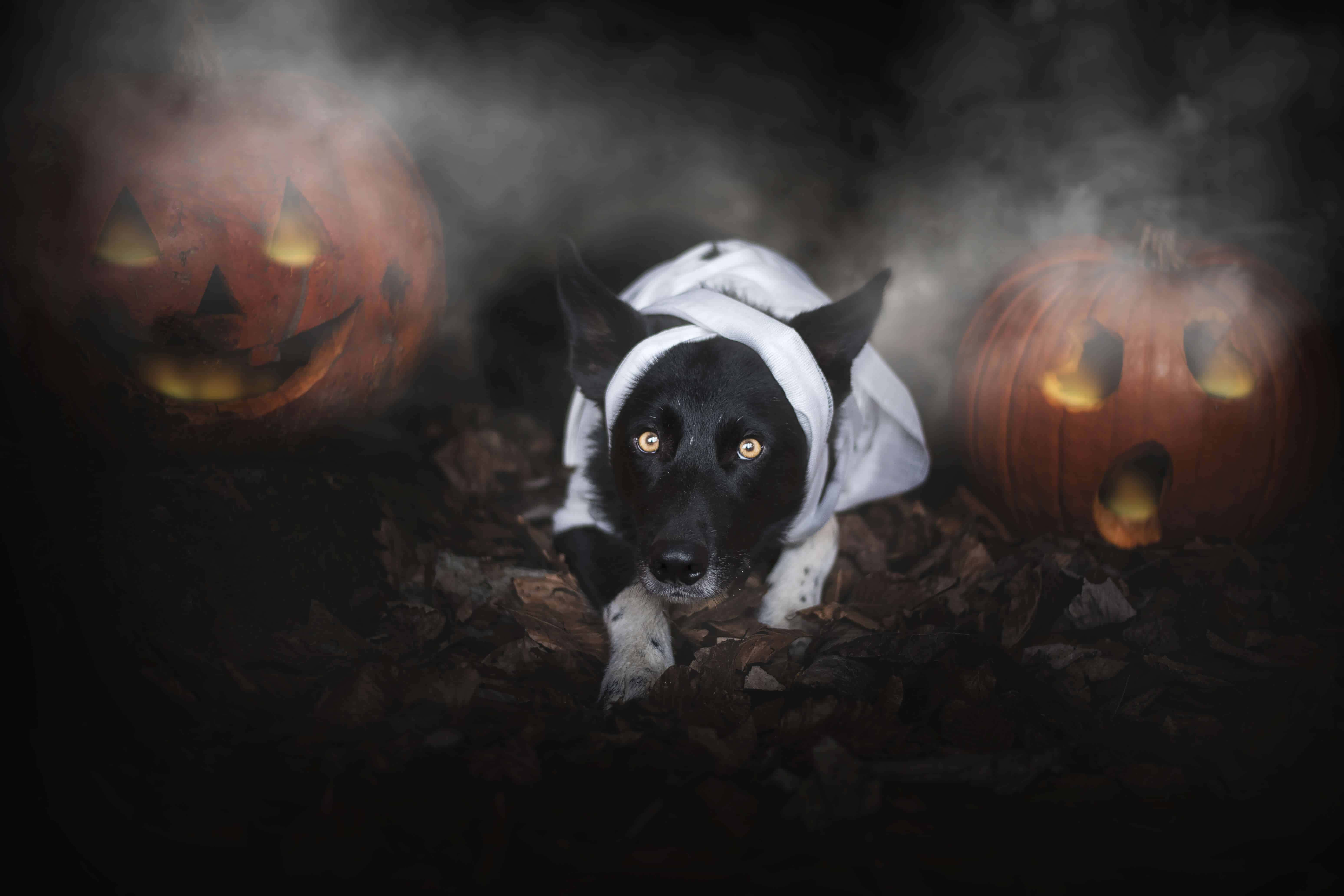 Halloween Dog, ghost costume, glowing jack-o-lanterns, 5K Desktop Wallpaper