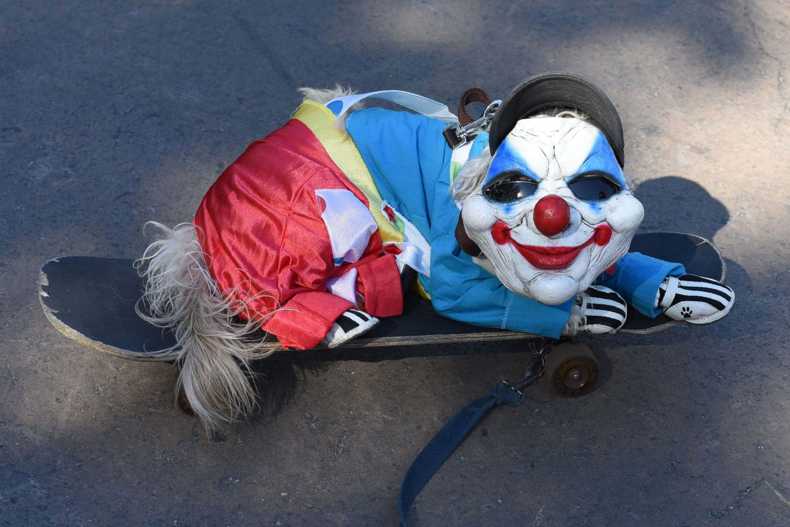 Halloween clown dog, clown costume, painted face red nose, 2K Desktop Wallpaper