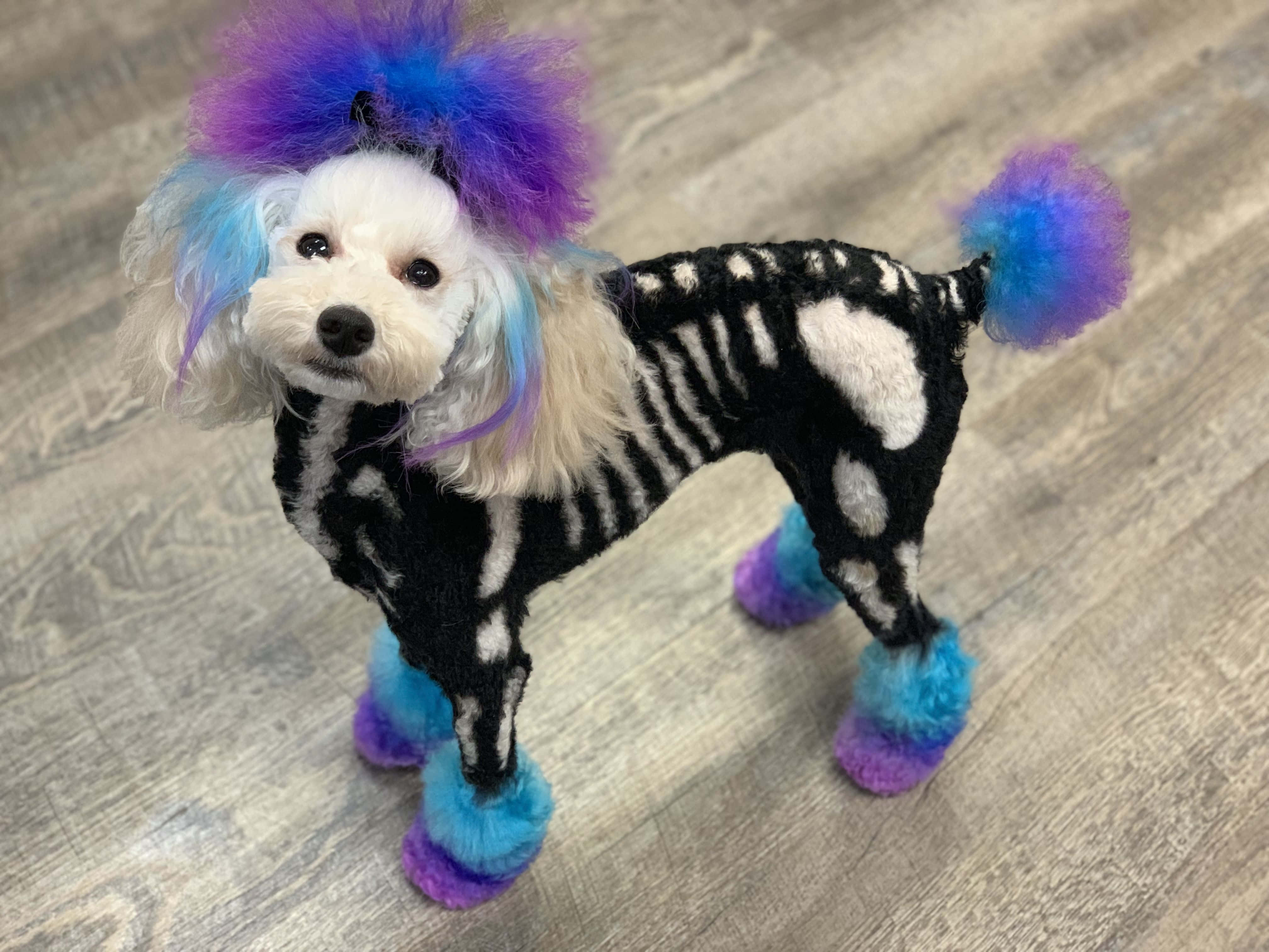 white poodle, purple blue wig, skeleton shaved design, 4K Desktop Wallpaper