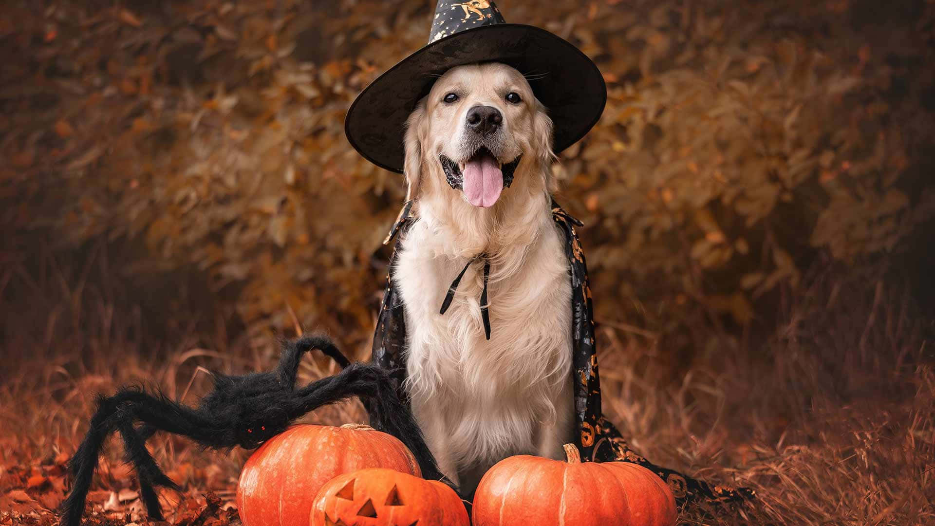 golden retriever, witch hat, cape, Full HD Desktop Wallpaper