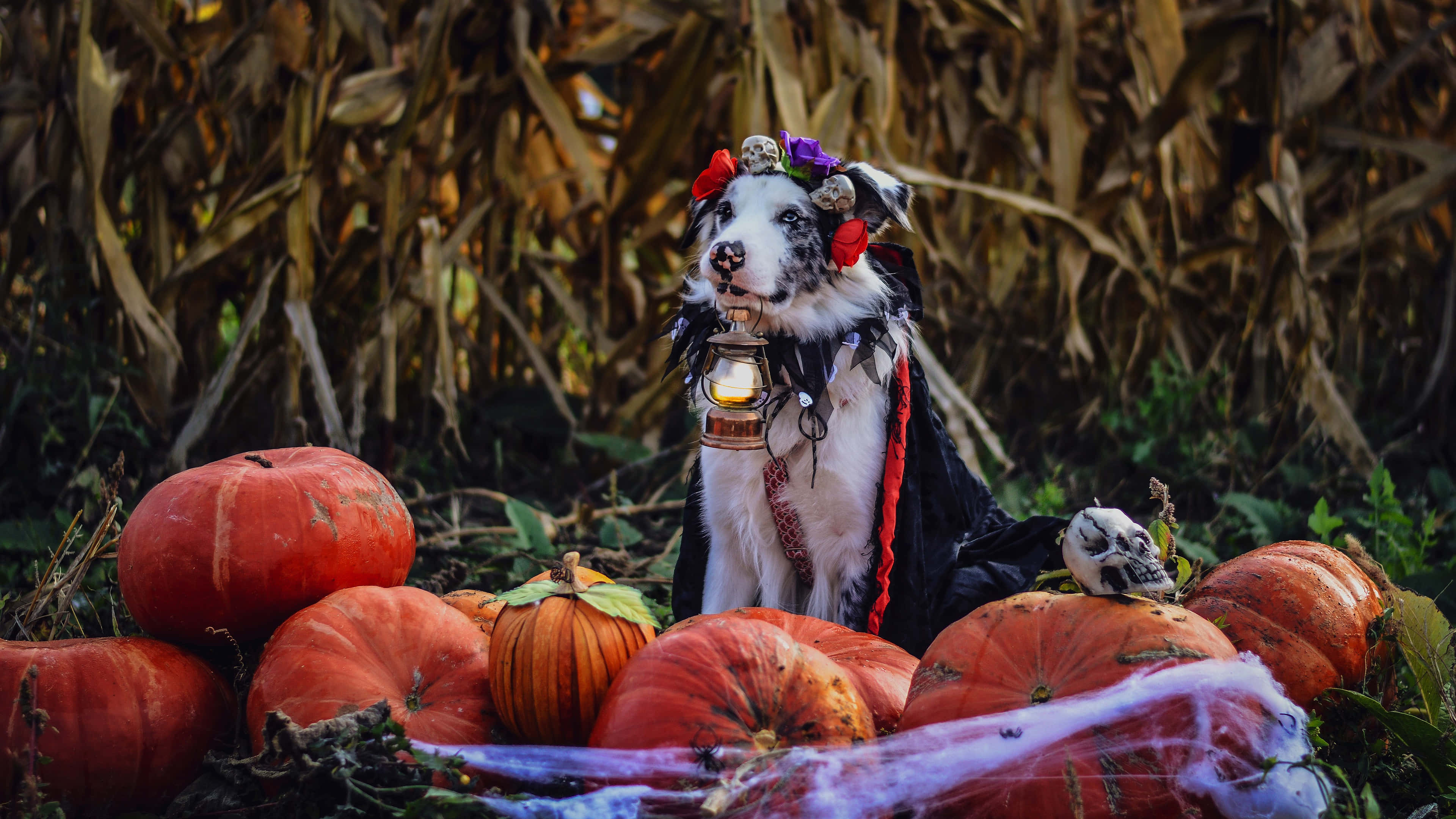 Halloween Dog, pumpkins, lantern, 4K Desktop Wallpaper