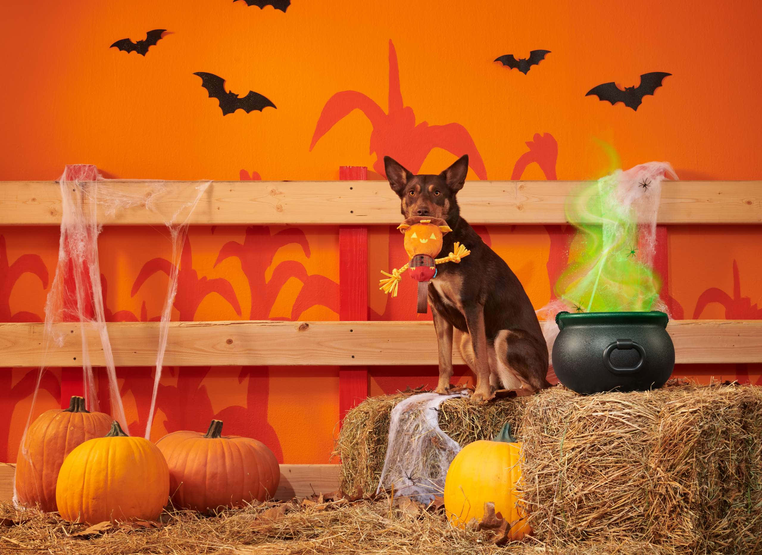 Halloween Dog, jack o lantern muzzle, glowing cauldron, 2K Desktop Wallpaper