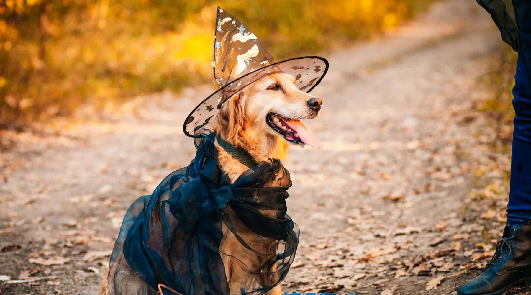 golden retriever, witch hat, black cape, HD Desktop Wallpaper