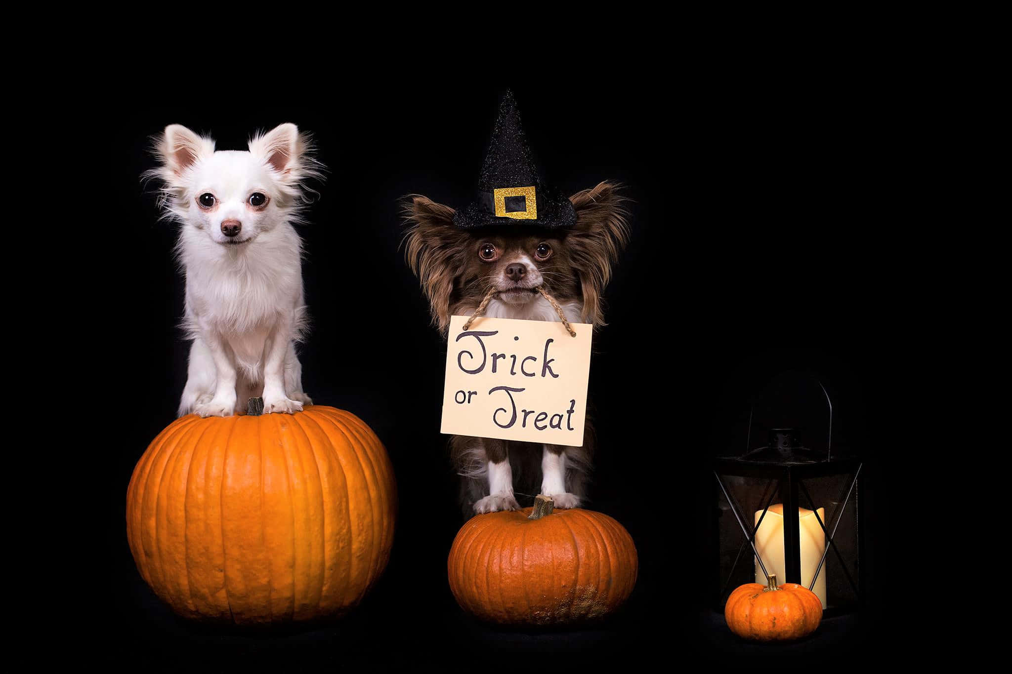 chihuahuas, witch hat, trick or treat sign, Full HD Desktop Wallpaper
