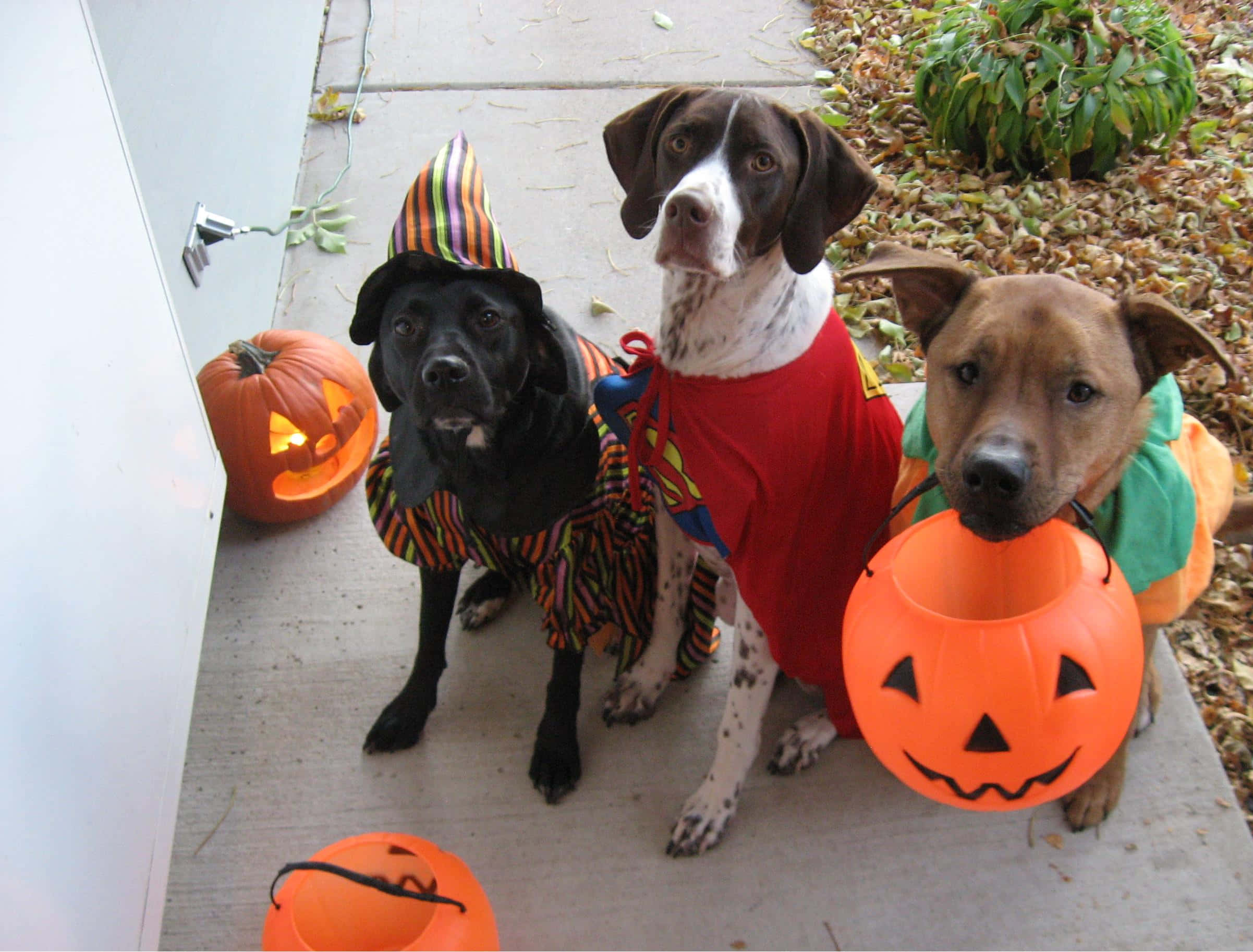 Halloween, costumed dogs, pumpkins, Full HD Desktop Wallpaper