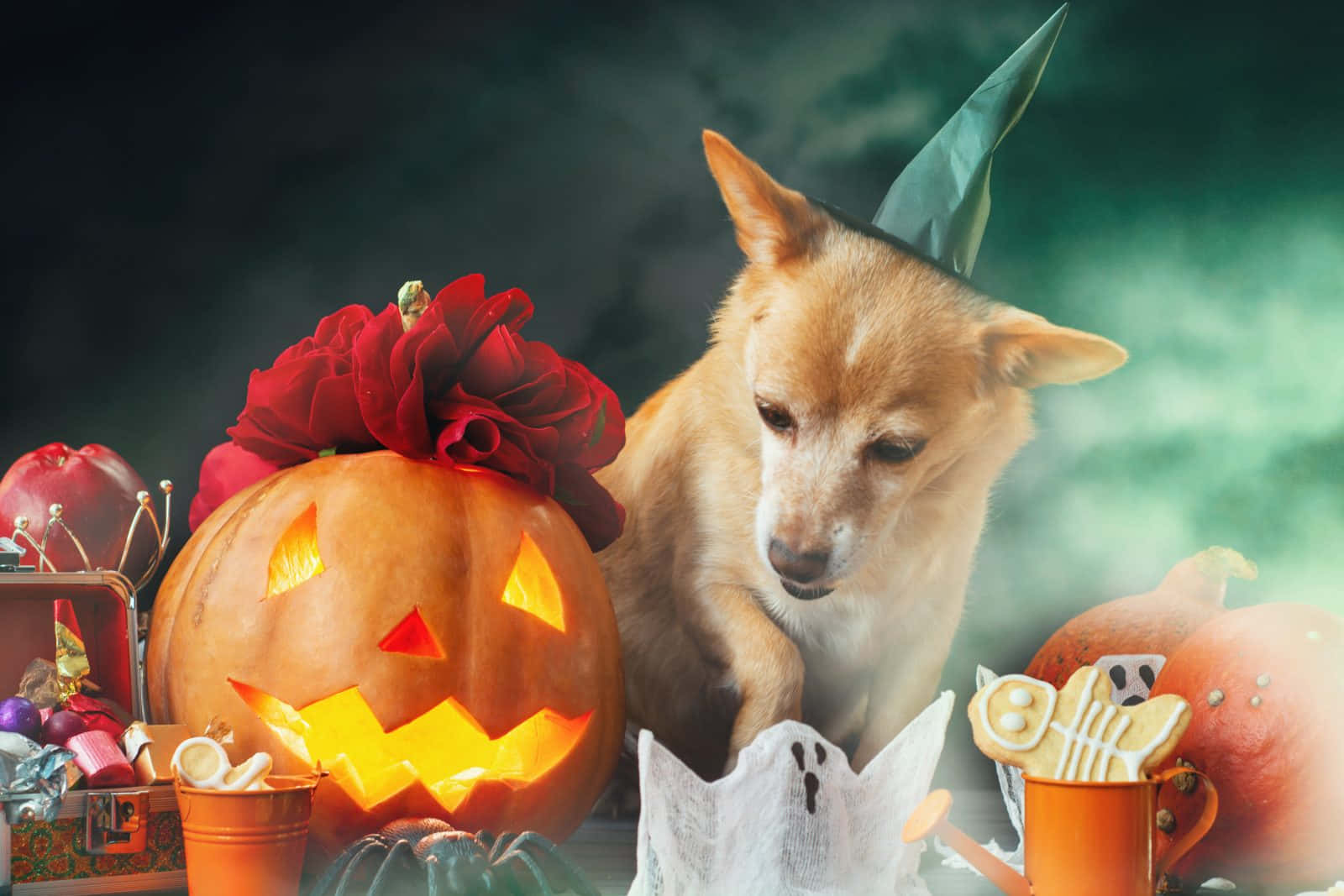 witch hat, glowing jack-o-lantern, red rose, HD Desktop Wallpaper